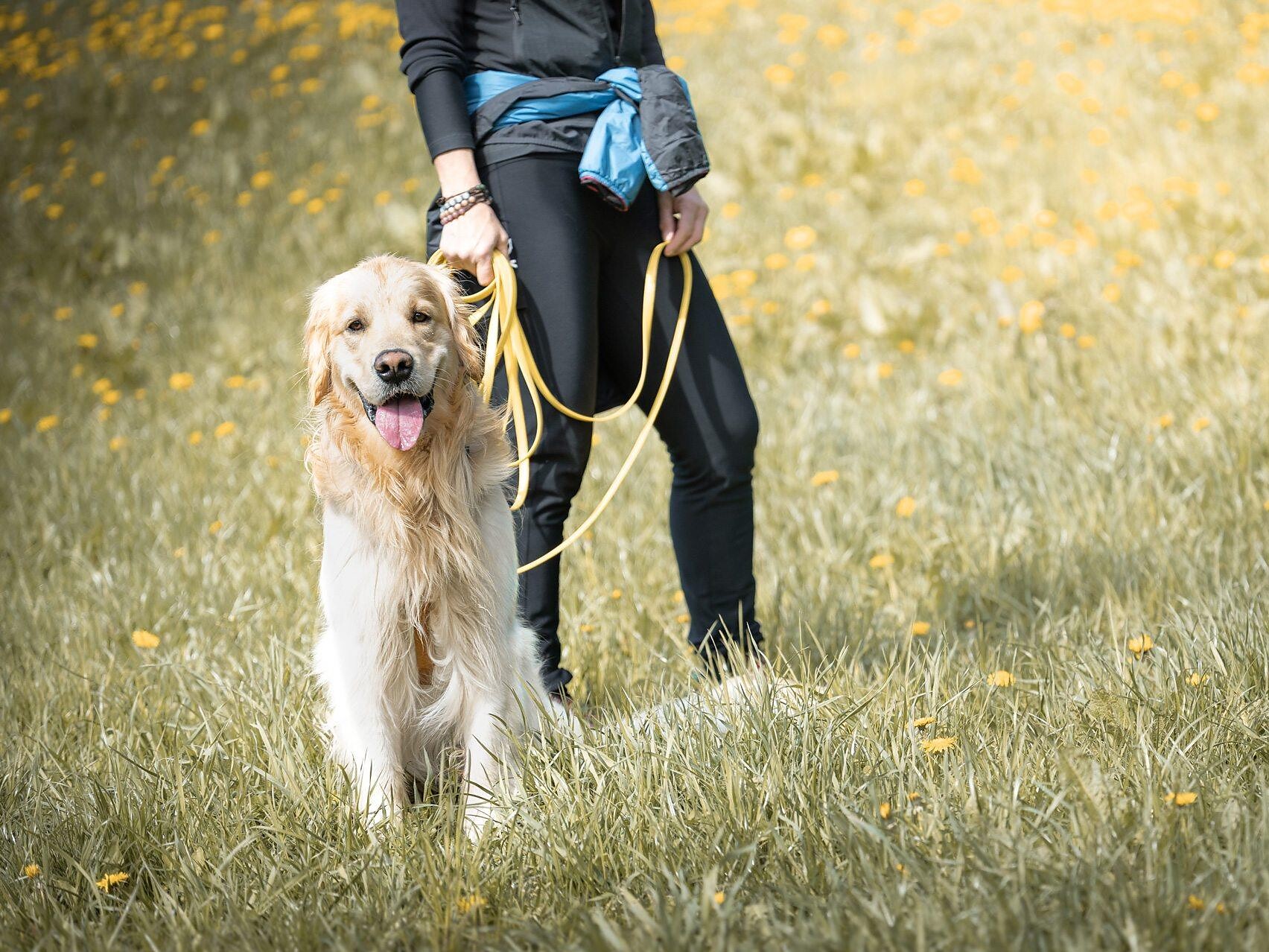 Guided dog hikes with the dog school “Die Seilschaft” - Bolzano/Bozen and environs - #1 - suedtirol.info
