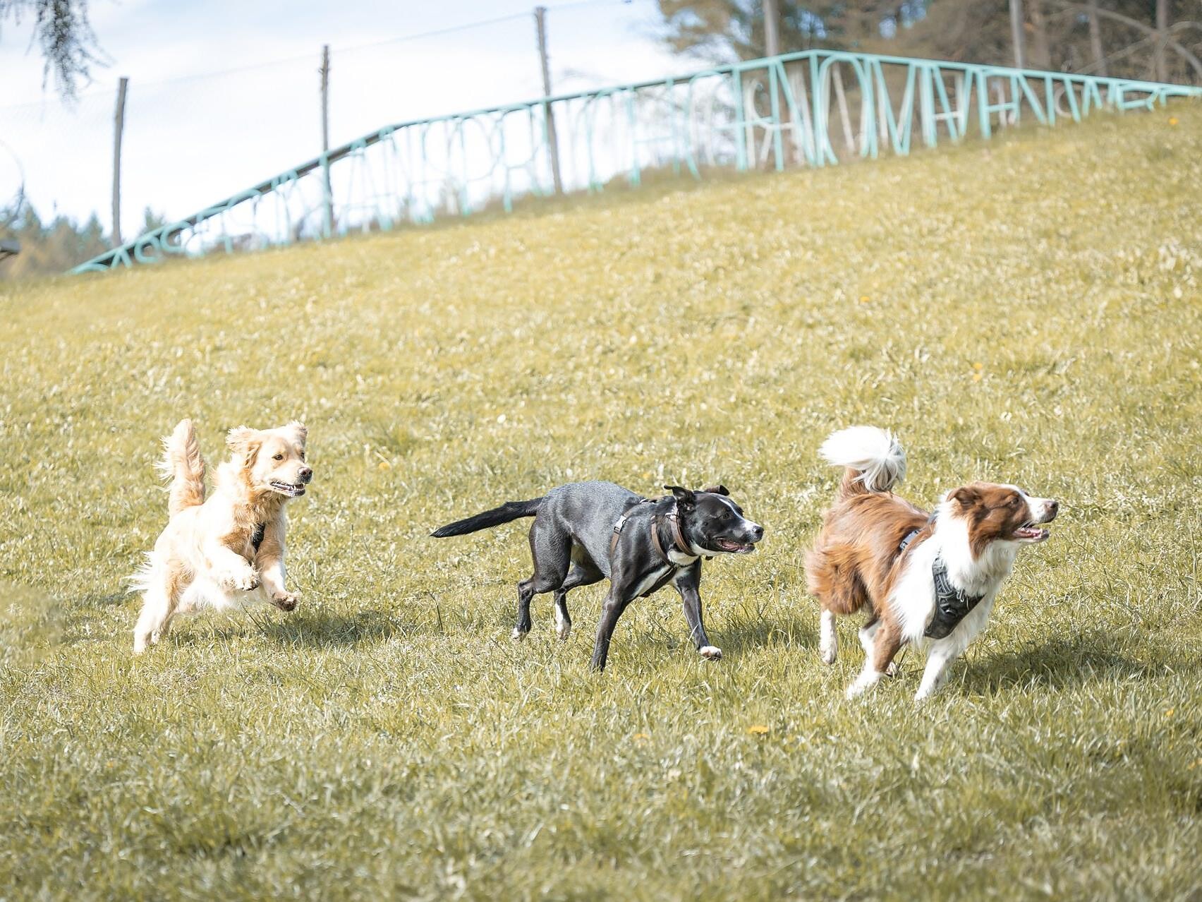 Guided dog hikes with the dog school “Die Seilschaft” - Bolzano/Bozen and environs - #3 - suedtirol.info