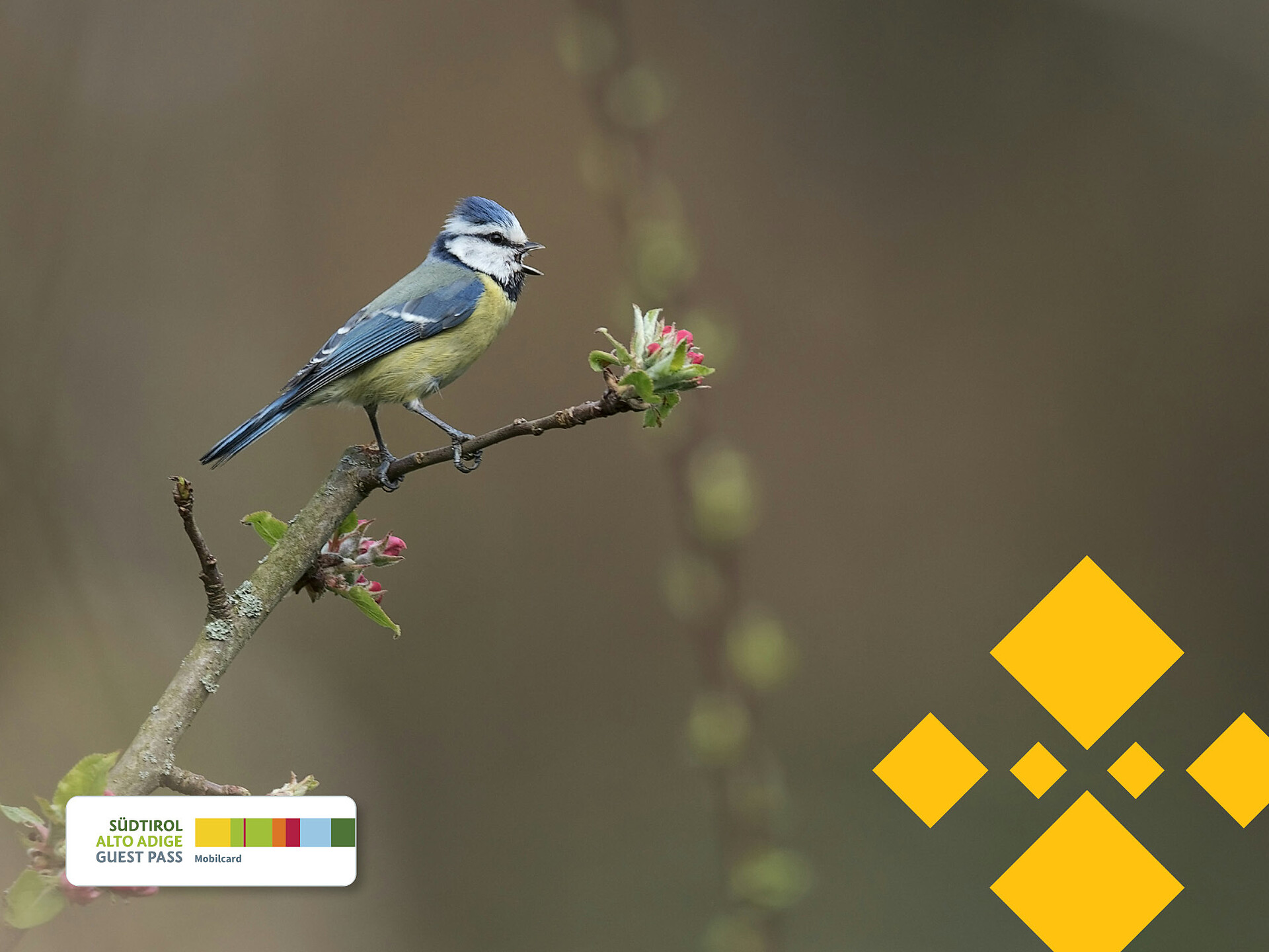 GUEST PASS HIGHLIGHT | Migratory birds on their way to their winter quarters - Ahrntal/Valle Aurina - #1 - suedtirol.info