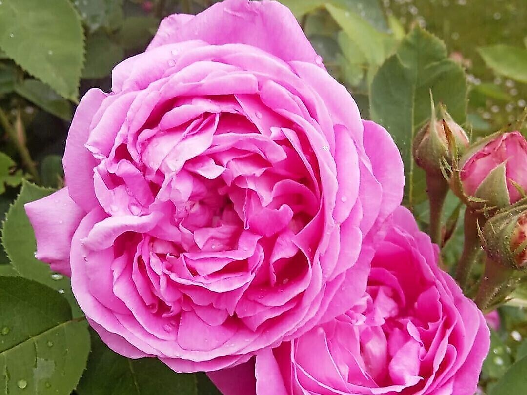 Garden Pales - The Garden of Andriano & Terlano 2026 - Alto Adige Wine Road - #2 - suedtirol.info