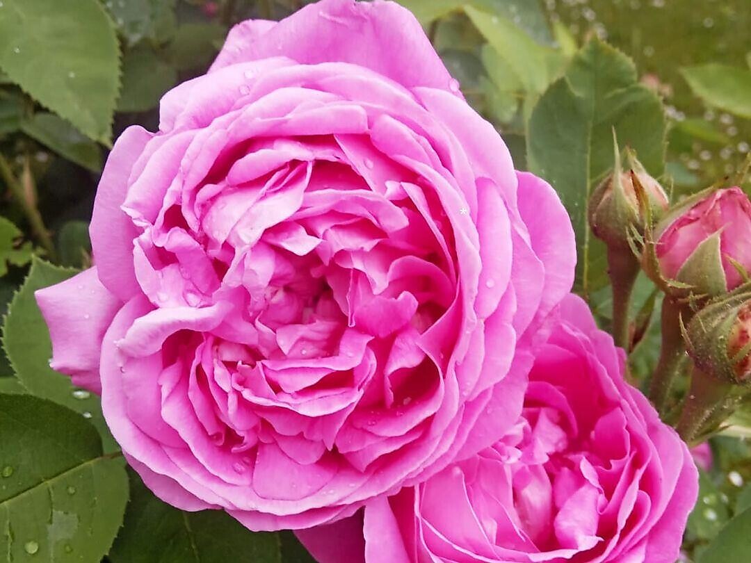 Garten am Wiesengut - Gartenliebe Andrian & Terlan 2026 - Südtiroler Weinstraße - #3 - suedtirol.info