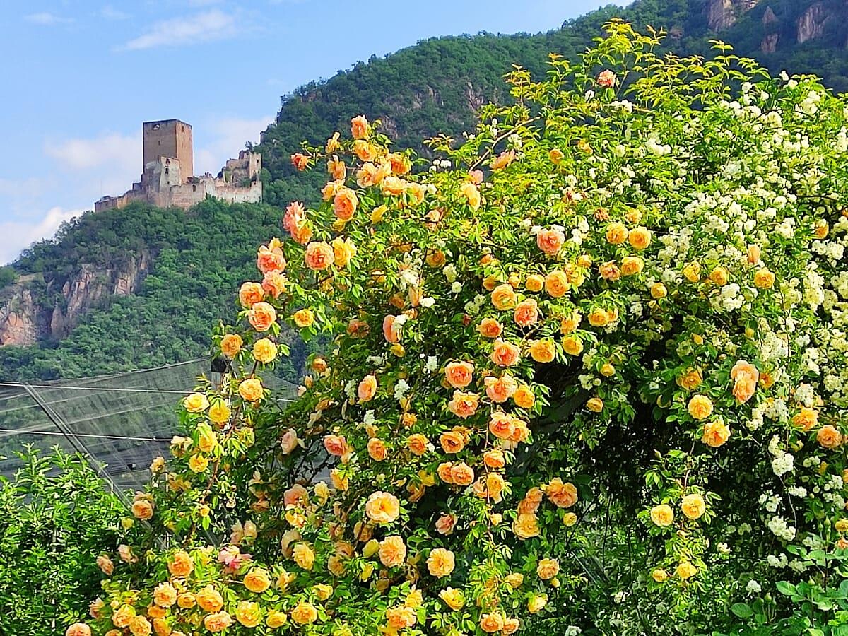 Garten am Wiesengut - Gartenliebe Andrian & Terlan 2026 - Südtiroler Weinstraße - #1 - suedtirol.info