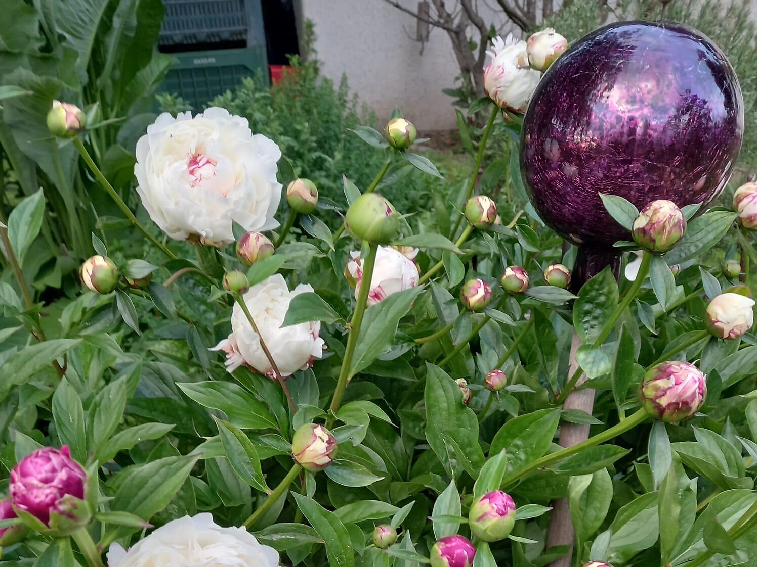 Garten am Wiesengut - Gartenliebe Andrian & Terlan 2026 - Südtiroler Weinstraße - #2 - suedtirol.info