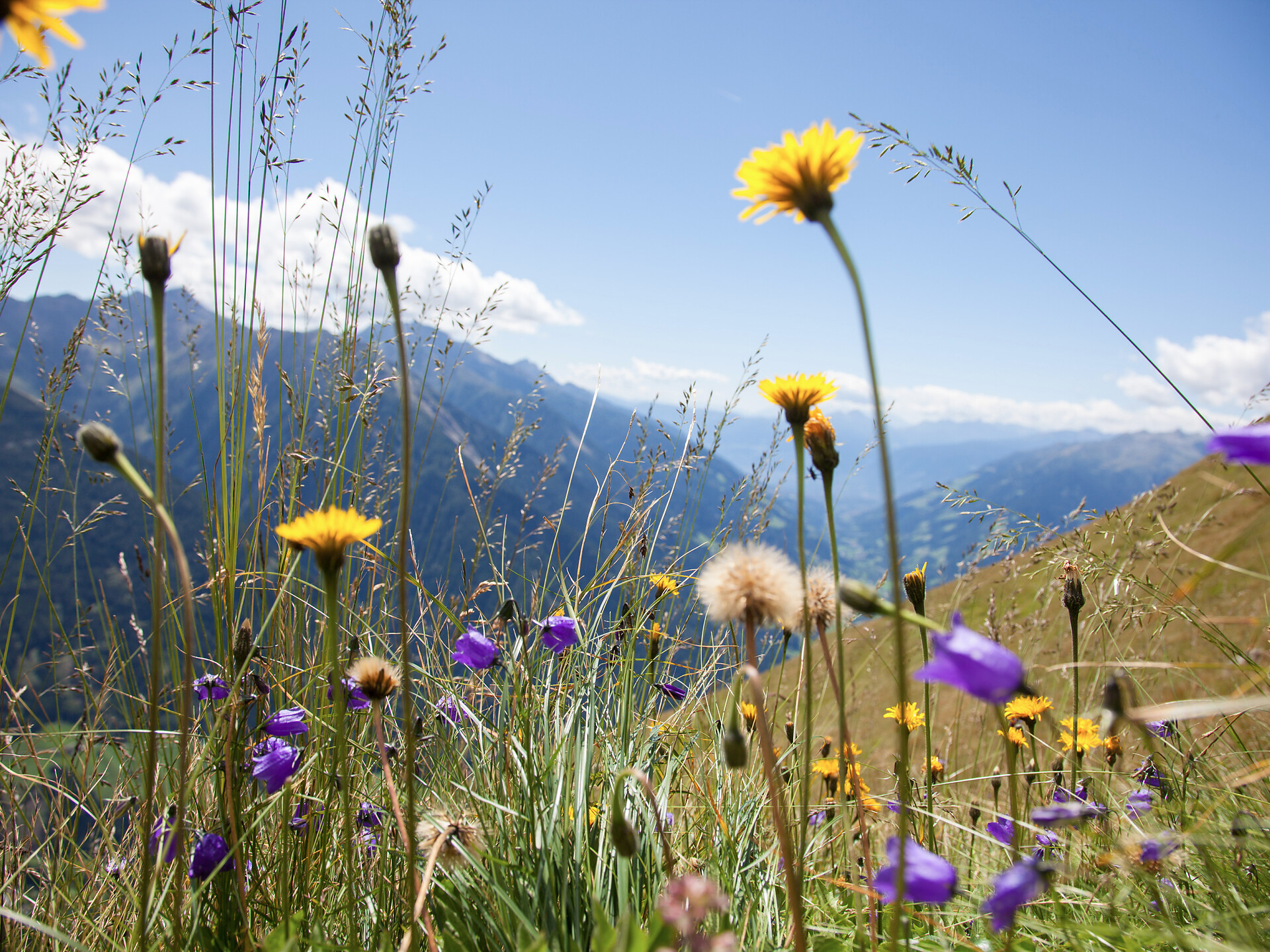 Guided hike in the Nature Park: golden eagle nest - Meran/Merano and environs - #2 - suedtirol.info