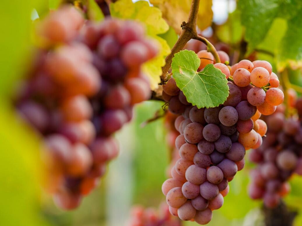Gewürztraminer - von Geschichte bis Genuss - Südtiroler Weinstraße - #2 - suedtirol.info