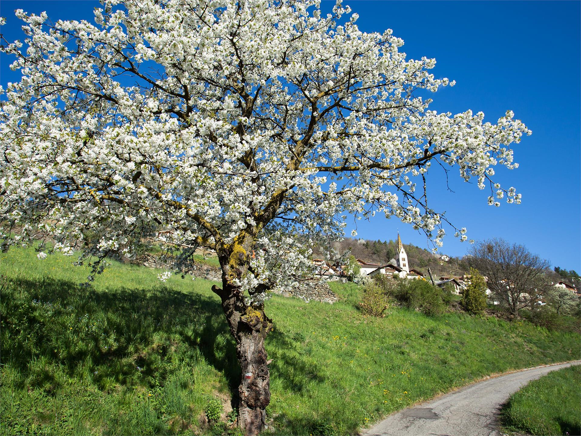 Escursione guidata tra prugni in fioritura a Barbiano con sosta al Saubacherhof Barbiano 1 suedtirol.info