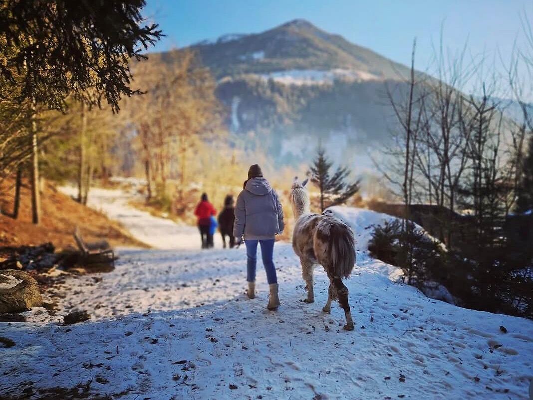 Guided llama hike with coffee klatsch - Ahrntal/Valle Aurina - #1 - suedtirol.info