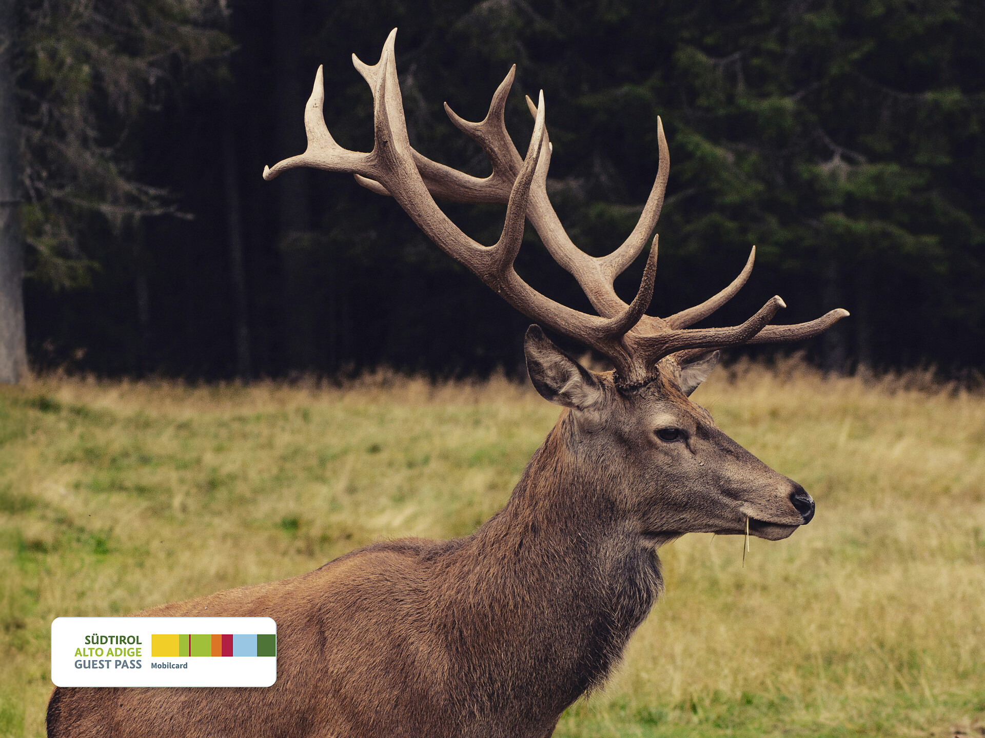 HIGHLIGHT | Il cervo nobile nel suo habitat (semi)naturale - Valle Aurina - #1 - suedtirol.info