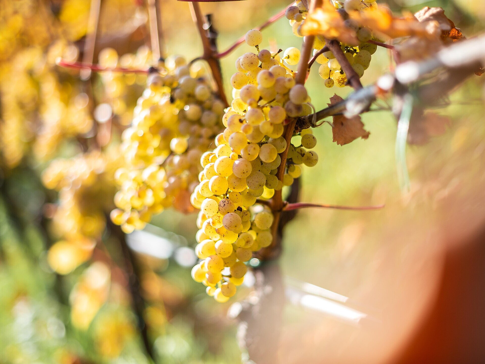 Gourmet autumn: Wine tasting Naturns/Naturno 2 suedtirol.info