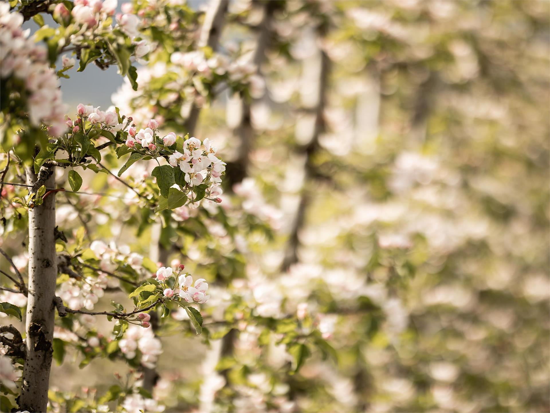Guided spring hike Natz-Schabs/Naz-Sciaves 2 suedtirol.info