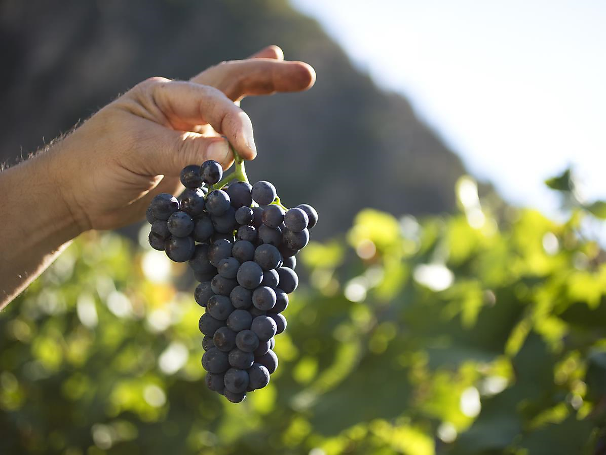 Gourmet autumn: Via Vinum Venostis - wine growing in Kastelbell: Marinushof - Meran/Merano and environs - #3 - suedtirol.info