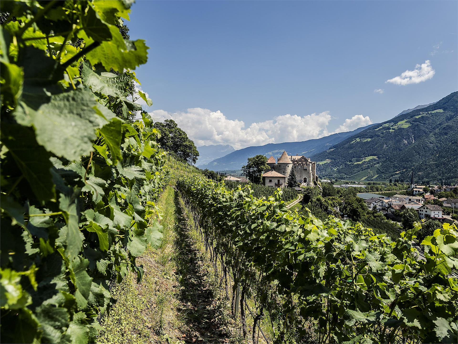 Gourmet autumn: Via Vinum Venostis - wine growing in Kastelbell: Marinushof - Meran/Merano and environs - #1 - suedtirol.info