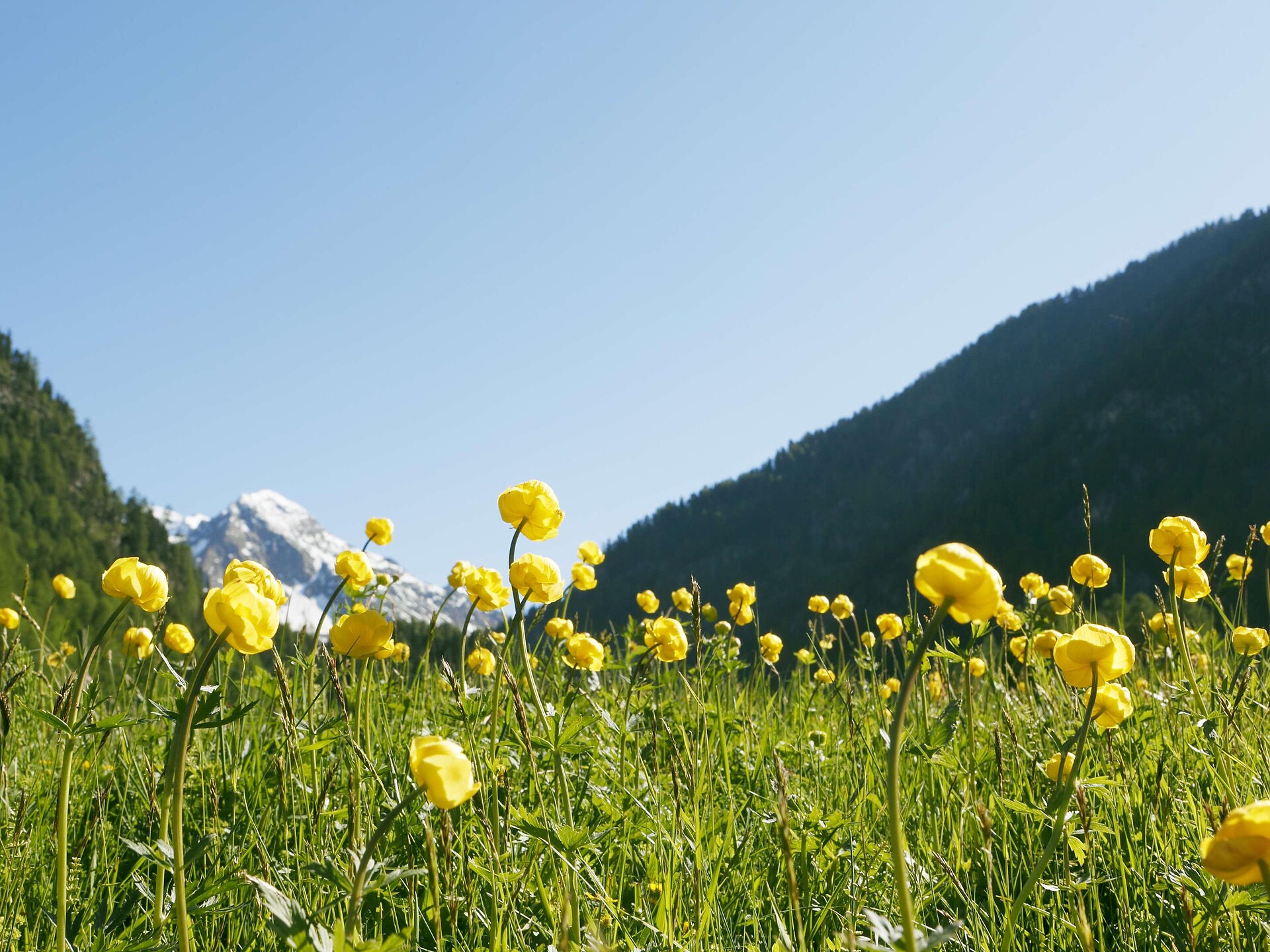 Guided hike on the Vinschger Sonnenberg/Monte Sole - get to know flora and fauna Schlanders/Silandro 1 suedtirol.info