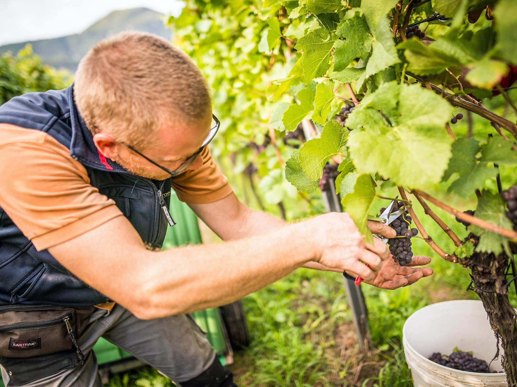Genusspfad durch Weinberg und Keller am Pardellerhof Marling 3 suedtirol.info