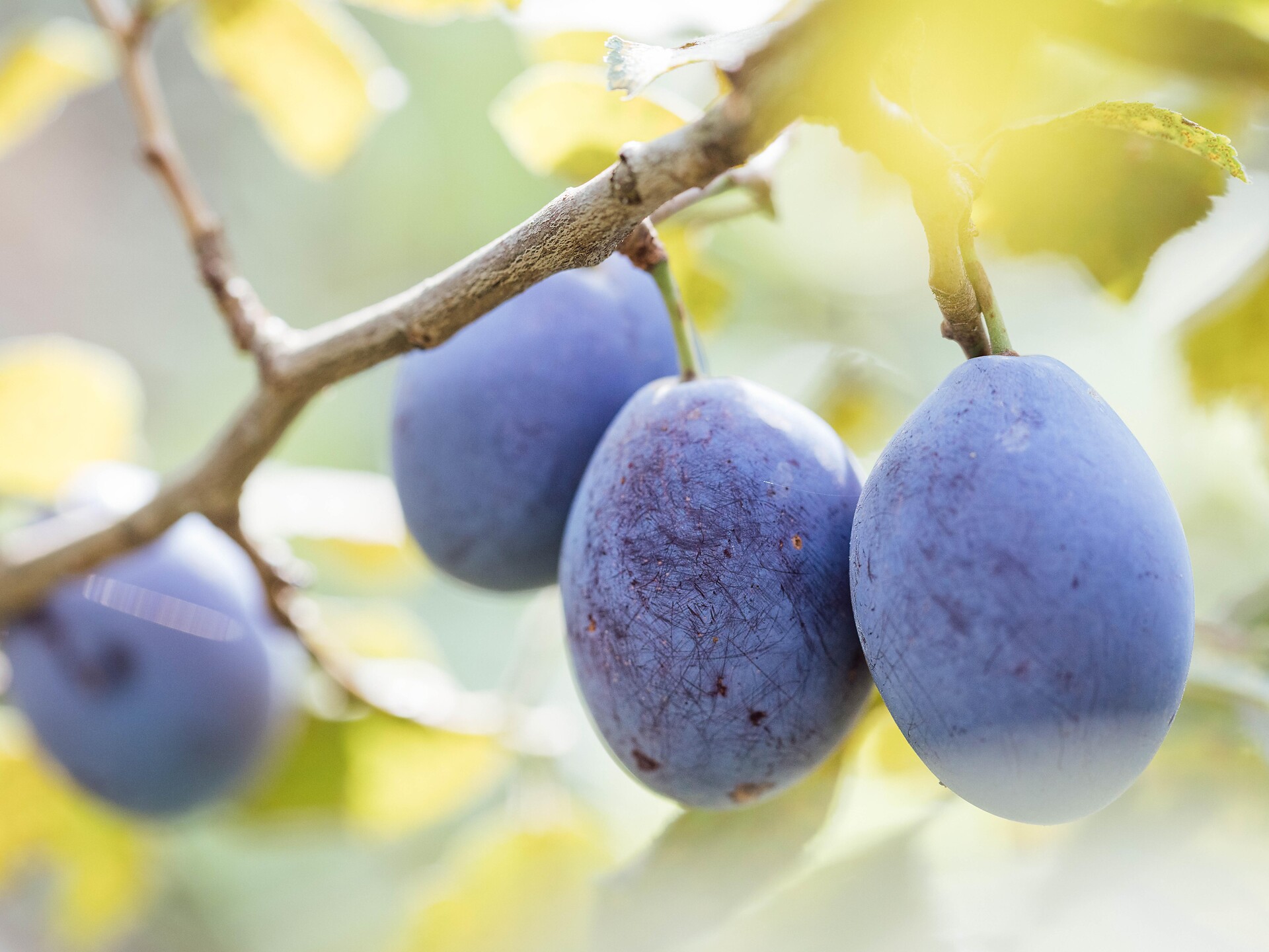 Guided plum-walking-tour with stop at "Oberweger" Barbian/Barbiano 2 suedtirol.info