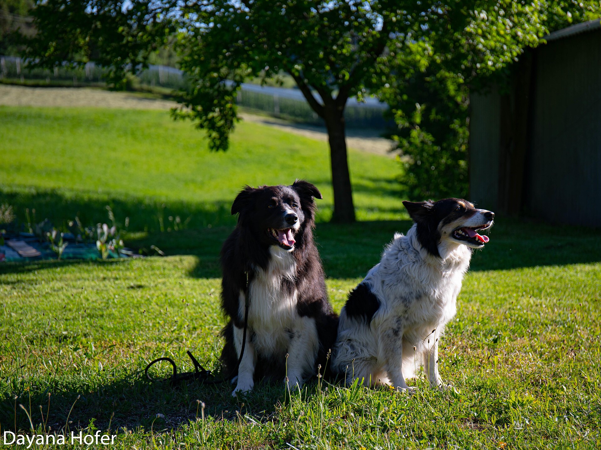 Passeggiata guidata per cani con addestramento e consigli - Regione dolomitica Alpe di Siusi - #2 - suedtirol.info