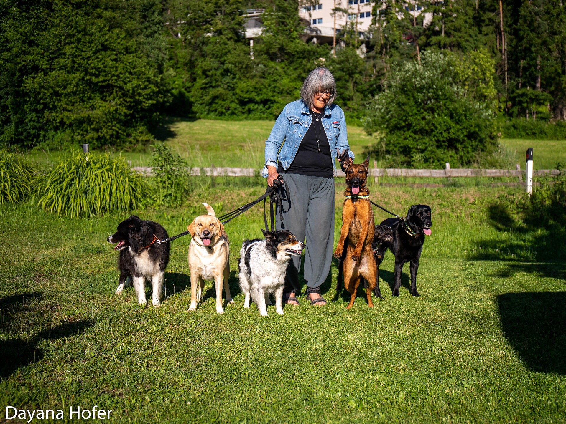 Passeggiata guidata per cani con addestramento e consigli - Regione dolomitica Alpe di Siusi - #1 - suedtirol.info