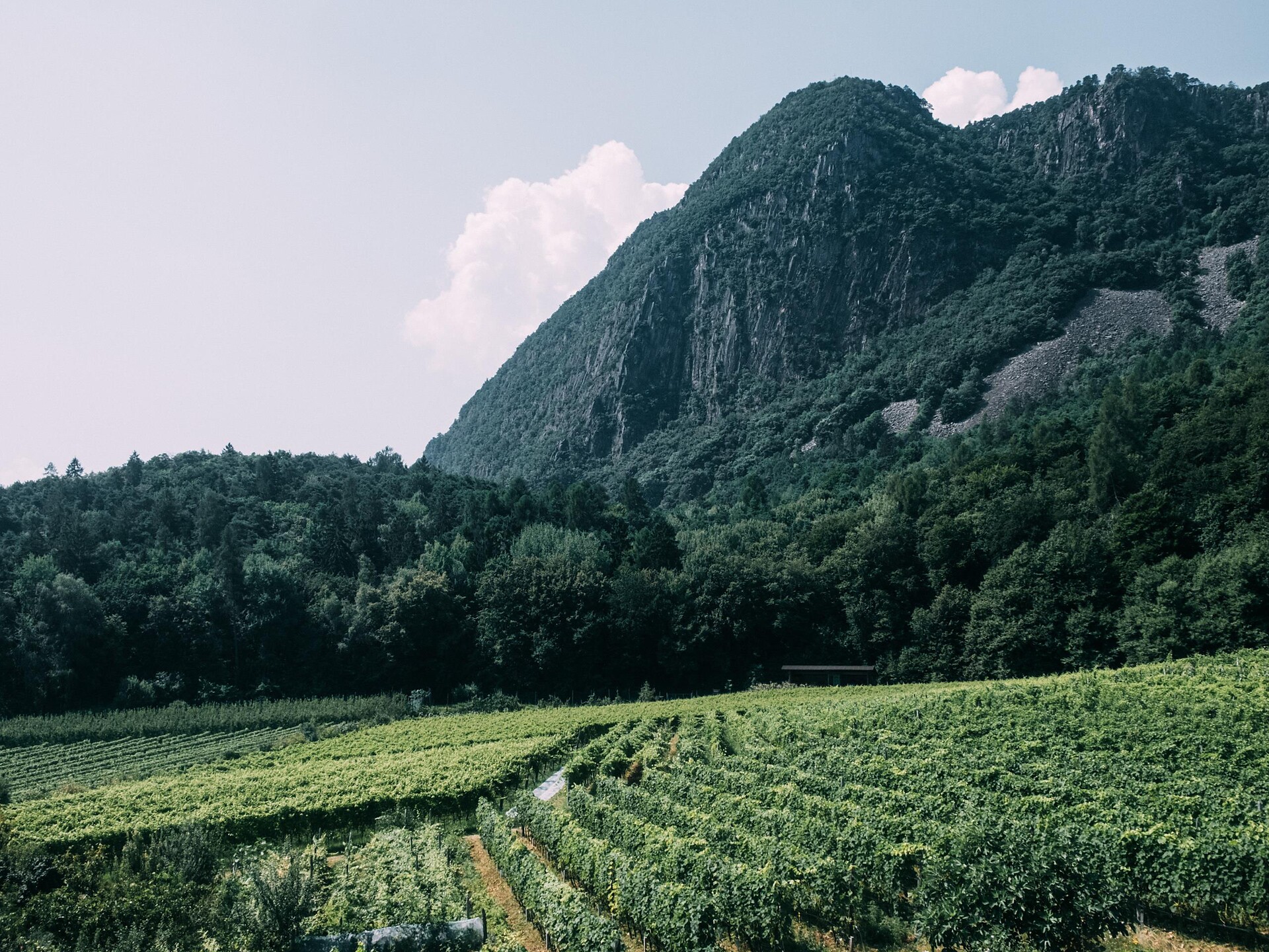 Autunno gourmet: Degustazione serale con la tenuta vinicola Niedermayr Thomas - Merano e dintorni - #2 - suedtirol.info