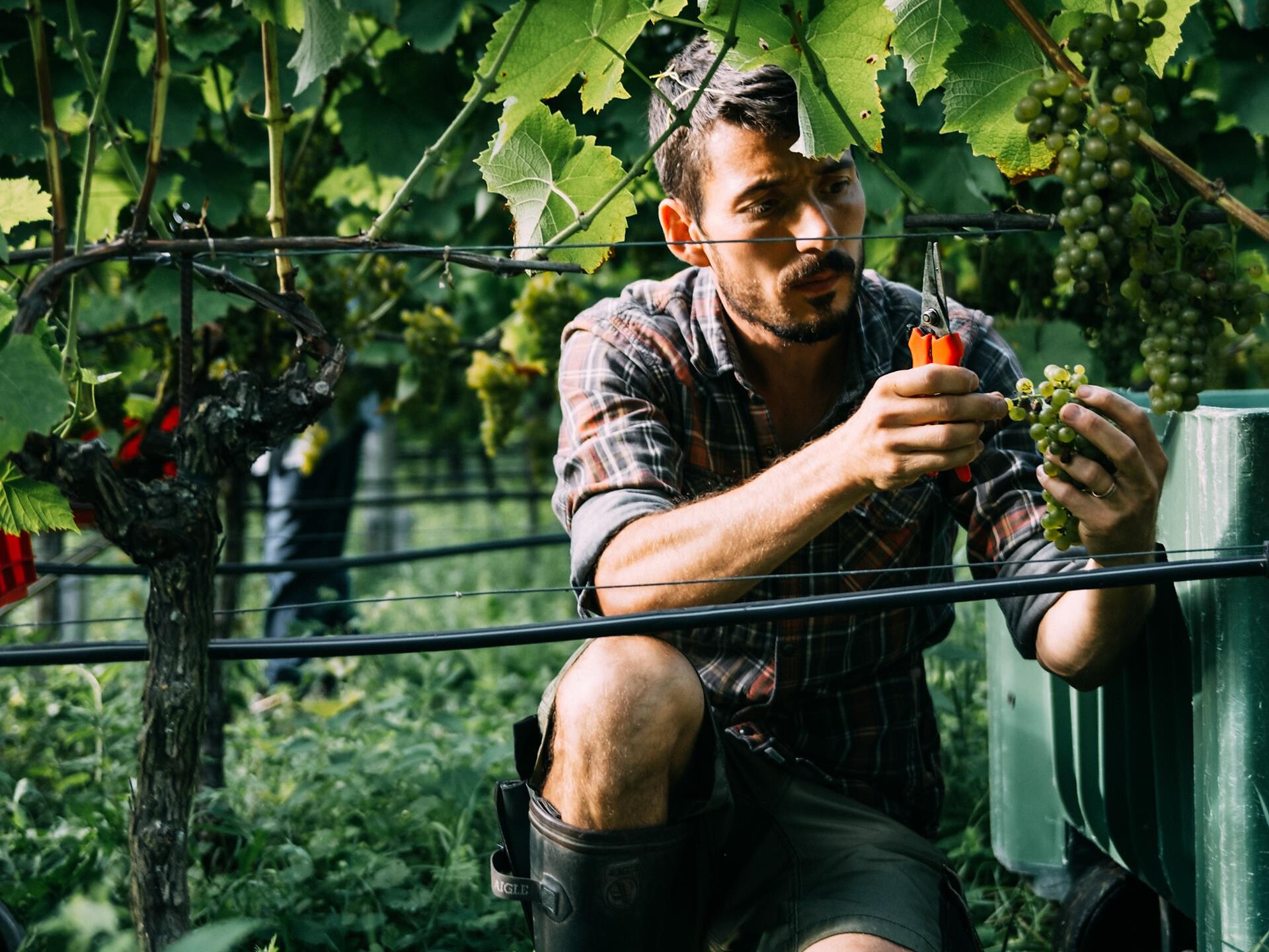 Autunno gourmet: Degustazione serale con la tenuta vinicola Niedermayr Thomas - Merano e dintorni - #1 - suedtirol.info