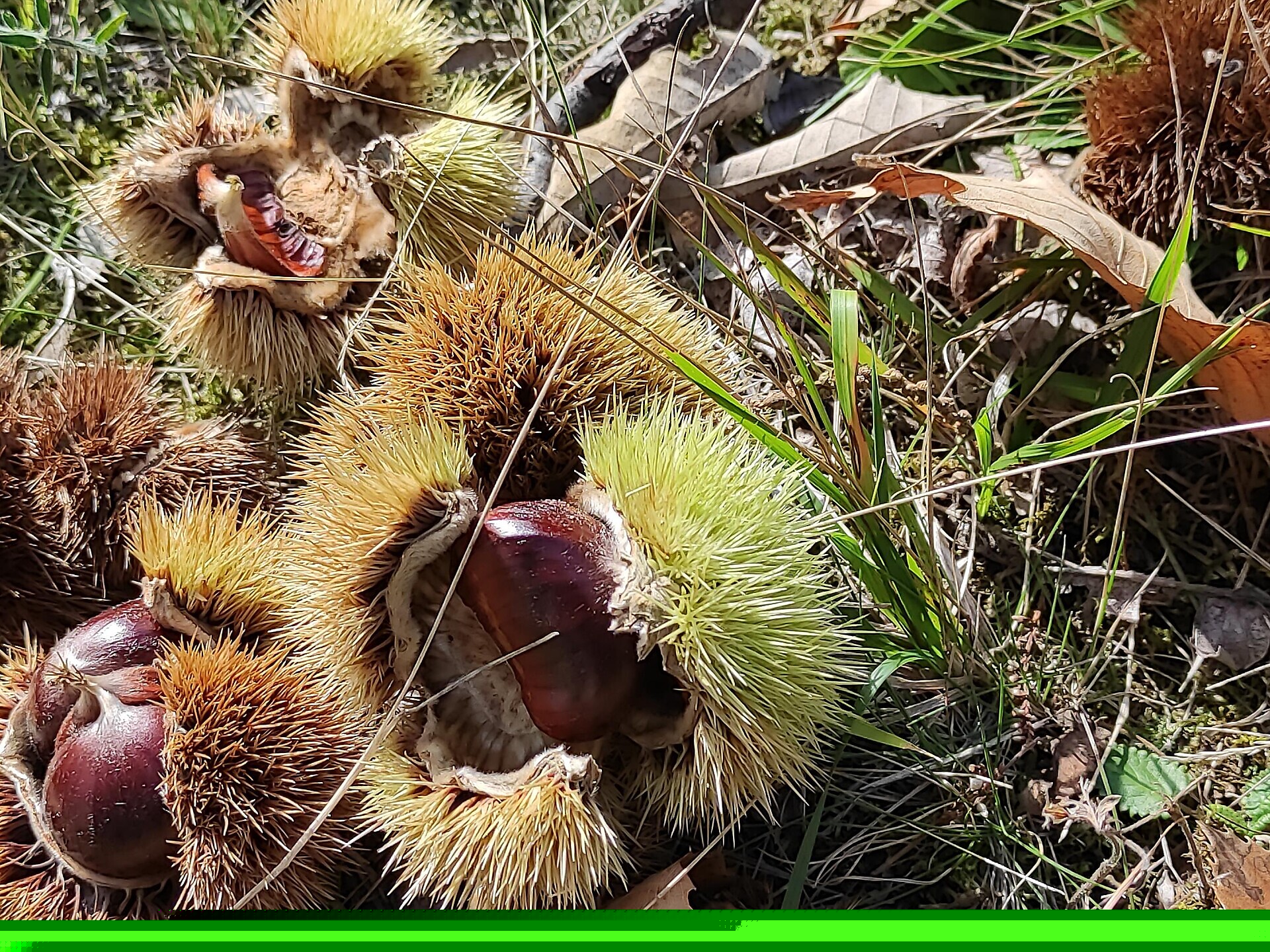 Momenti di piacere in piazza: castagne, vino e non solo! - Strada del Vino - #1 - suedtirol.info