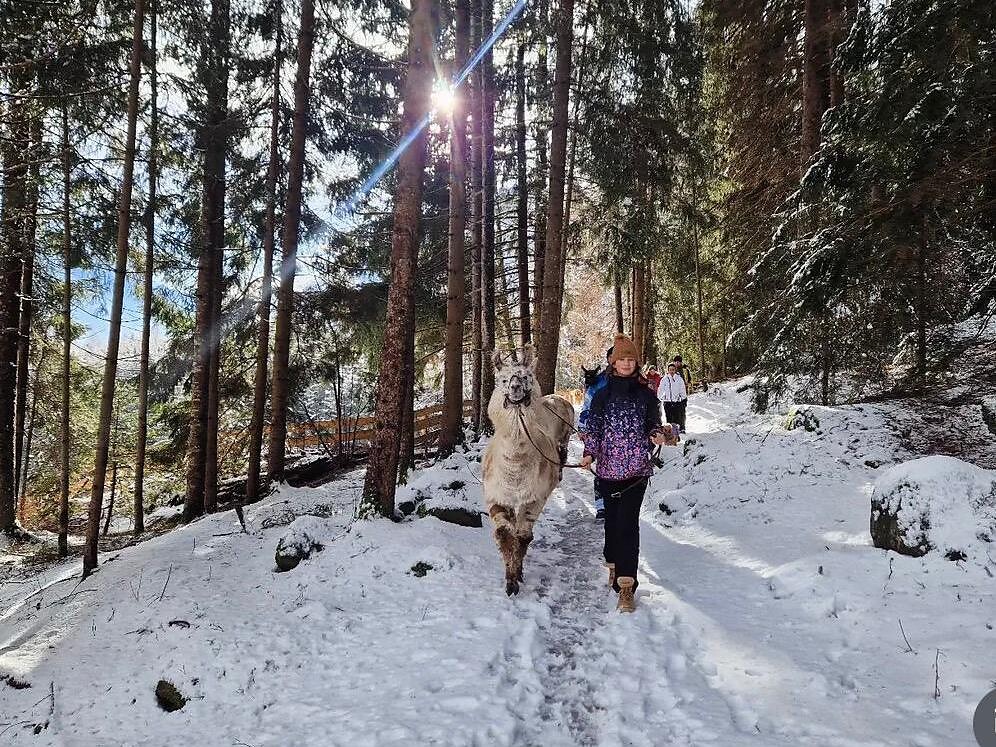Geführte Lamawanderung - Ahrntal - #1 - suedtirol.info