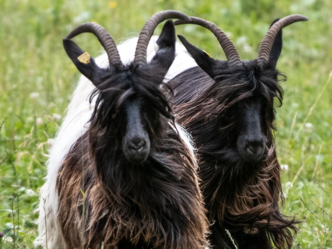 Ziegenkäsereibesichtigung und Verkostung am Biohof Oberwerkstatt Deutschnofen 3 suedtirol.info