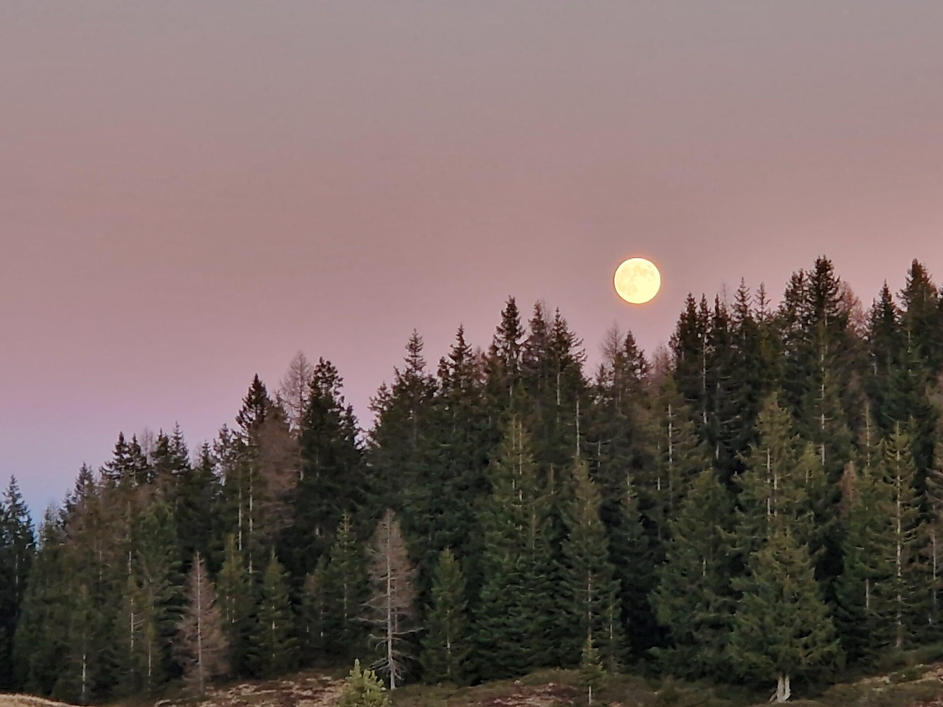 Highlight: Panoramic excursion under the magic of the moonlight - Sterzing/Vipiteno and environs - #1 - suedtirol.info