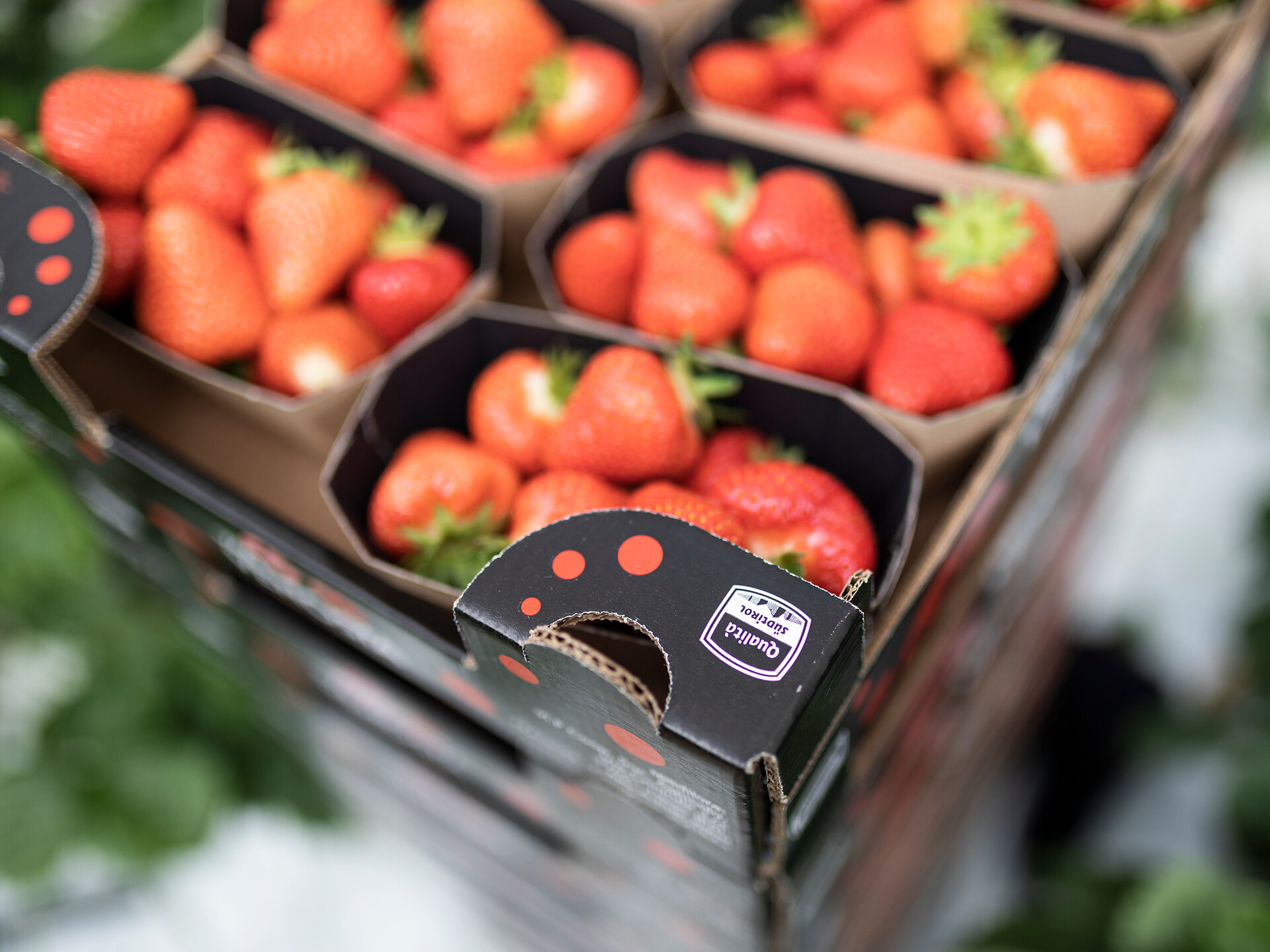 Höfe hautnah: Erlebnisreiche Besichtigungen - Meran und Umgebung - #3 - suedtirol.info