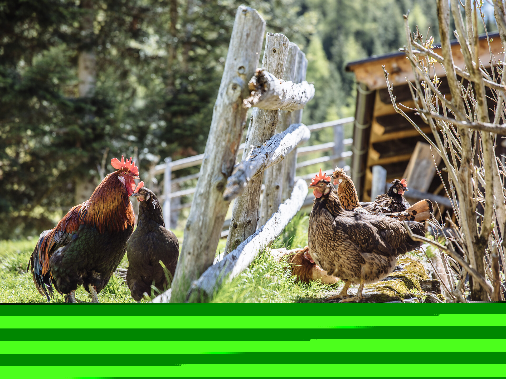 Höfe hautnah: Erlebnisreiche Besichtigungen - Meran und Umgebung - #3 - suedtirol.info