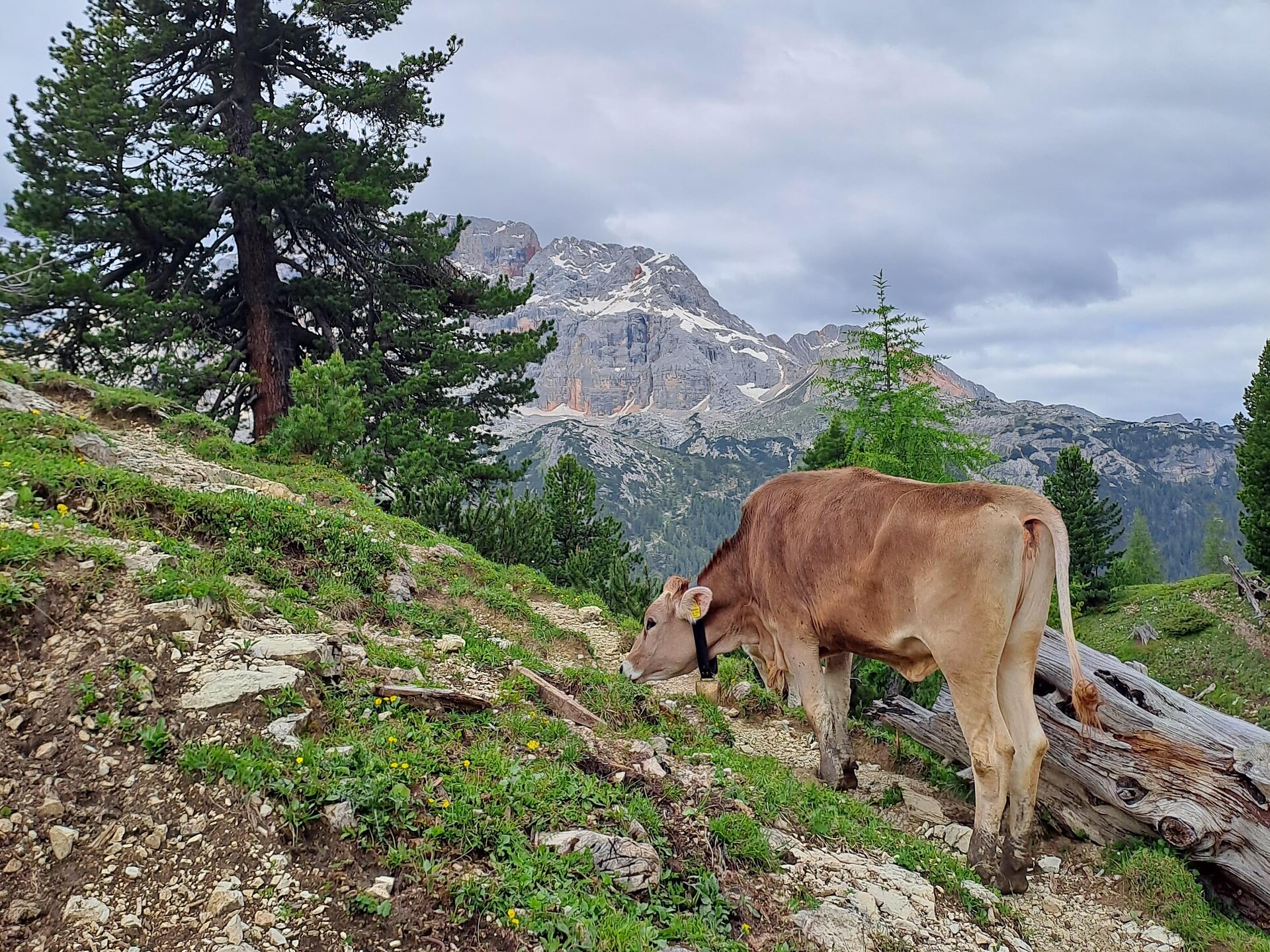 Hebrst³ Zeit: Progsa Almabtrieb - Dolomitenregion 3 Zinnen - #1 - suedtirol.info