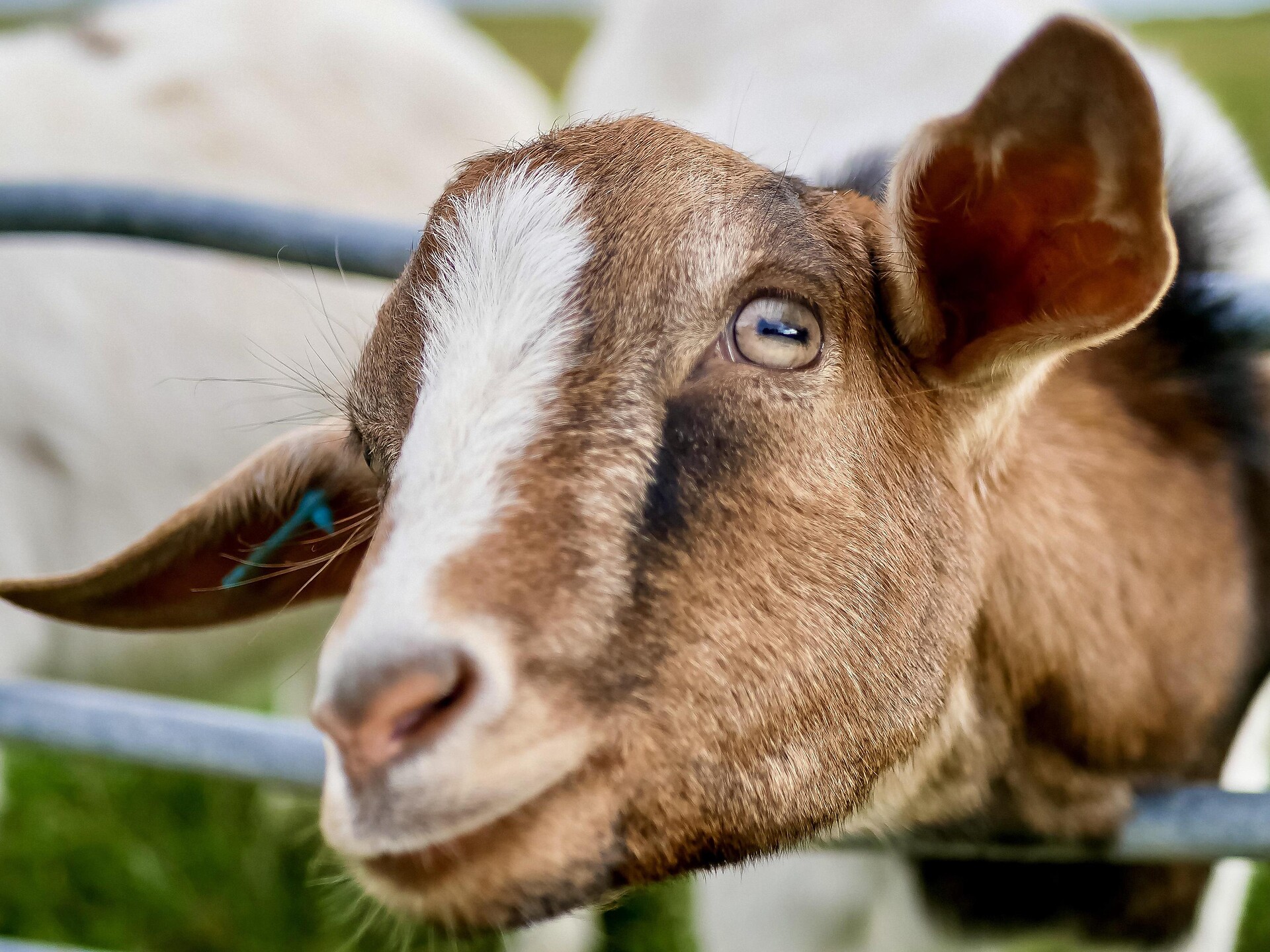 Farm tour with food tasting - Dolomites Region Kronplatz/Plan de Corones - #3 - suedtirol.info