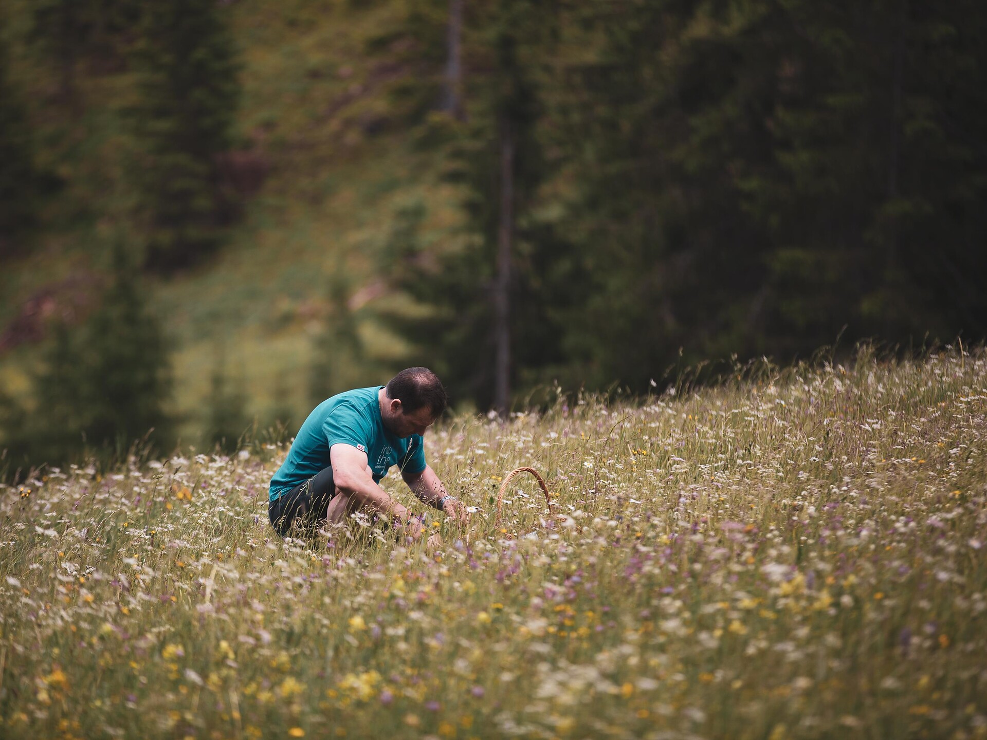 Wanderung über die Heilkräuter der Alpenflora - Dolomitenregion Alta Badia - #1 - suedtirol.info