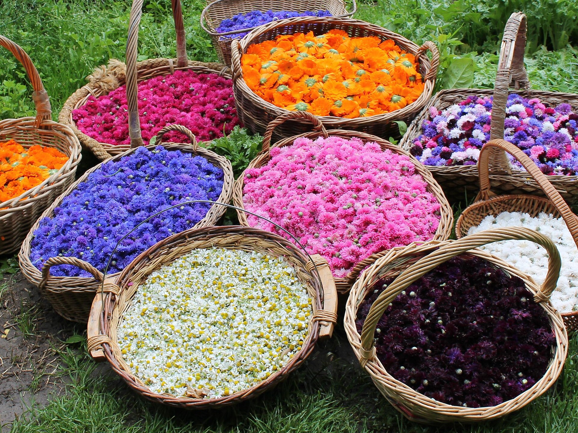 Hofführung am Biokräuterhof Pflegerhof - Dolomitenregion Seiser Alm - #2 - suedtirol.info