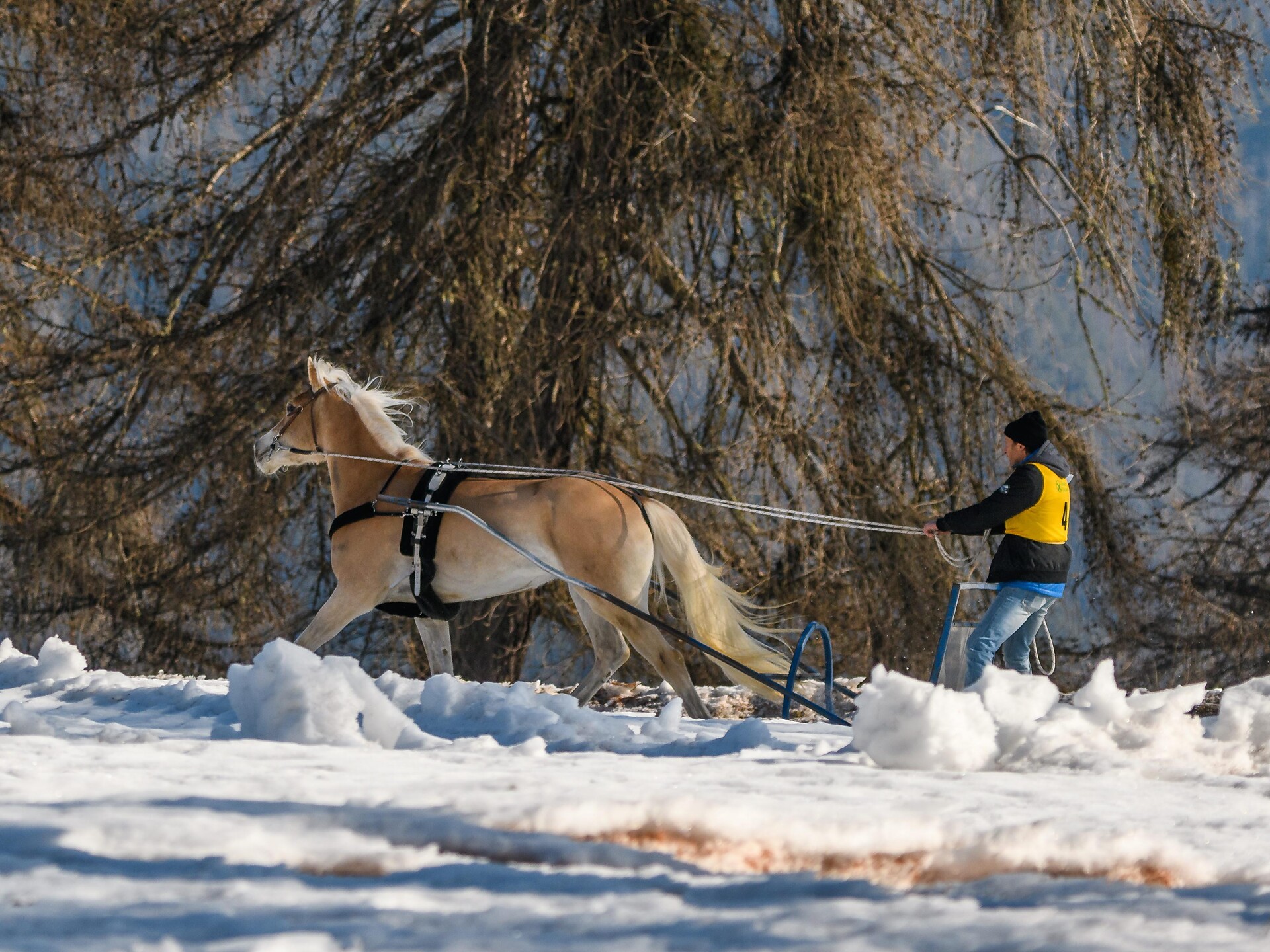 Horse-drawn sleigh race and Skijöring at Salto/Salten - Bolzano/Bozen and environs - #1 - suedtirol.info