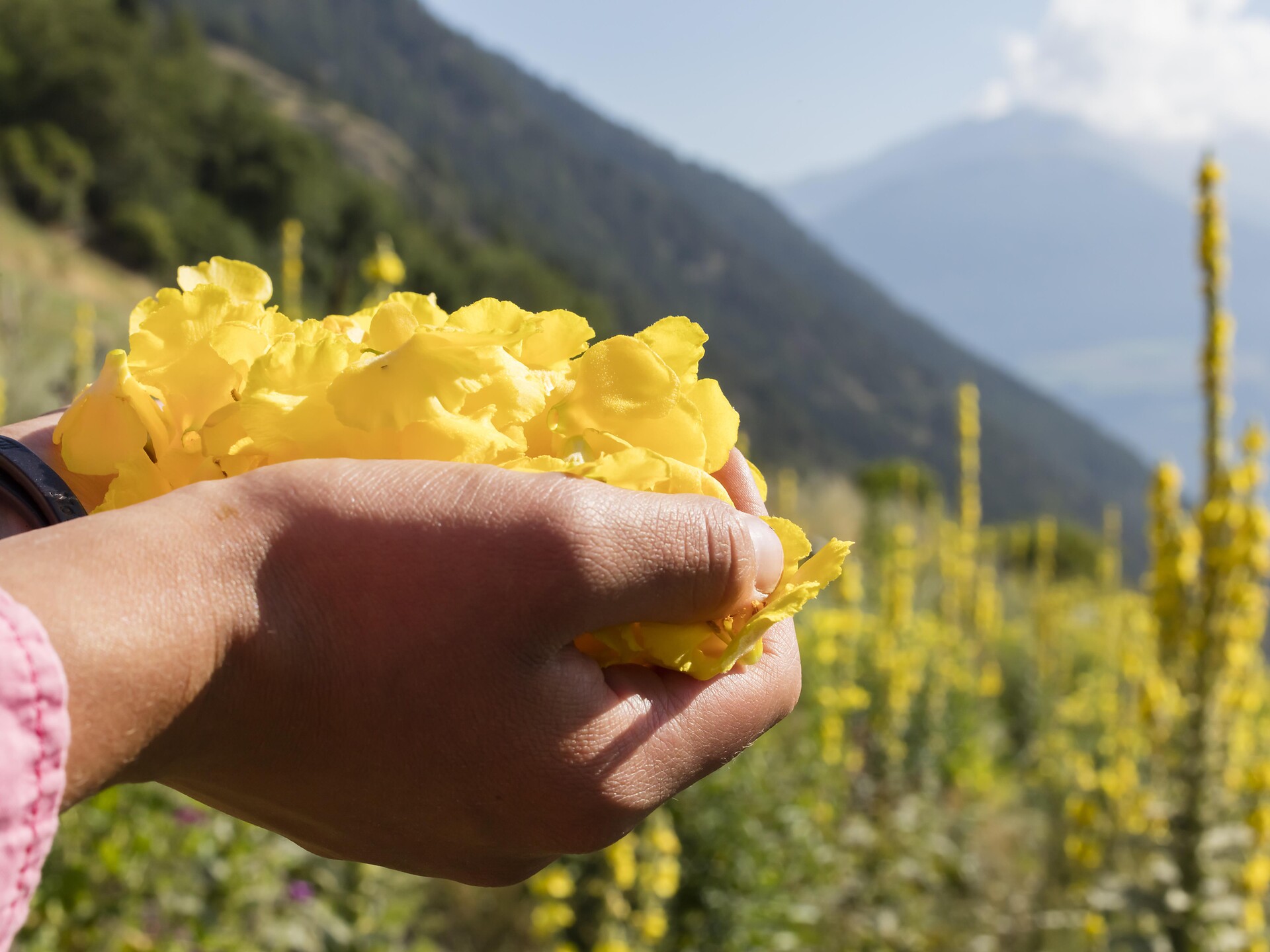 Herbatio - Rediscover ancient knowledge Stilfs/Stelvio 1 suedtirol.info