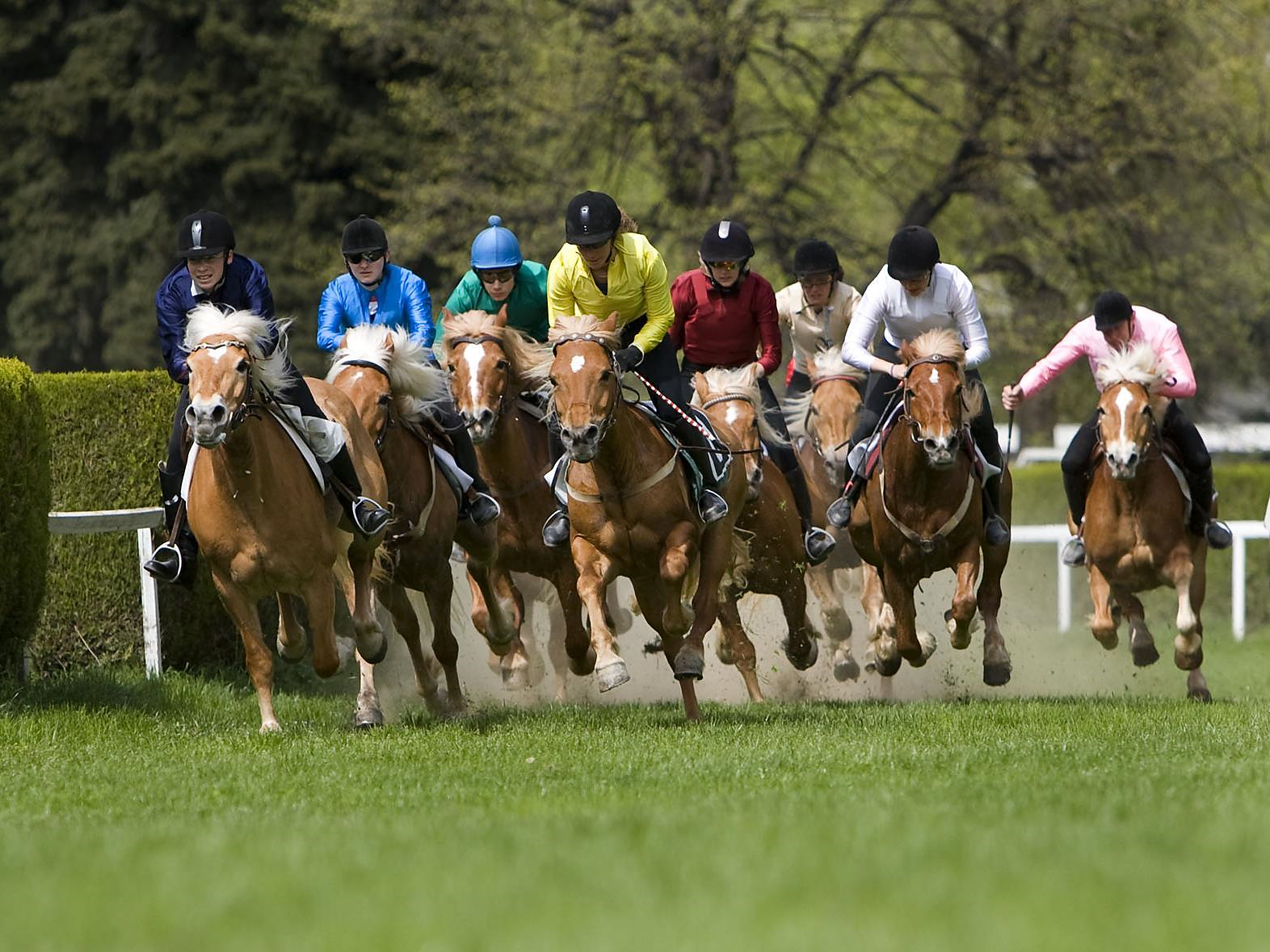 Racing of the Haflinger horses Maia Oktoberfest Meran/Merano 3 suedtirol.info