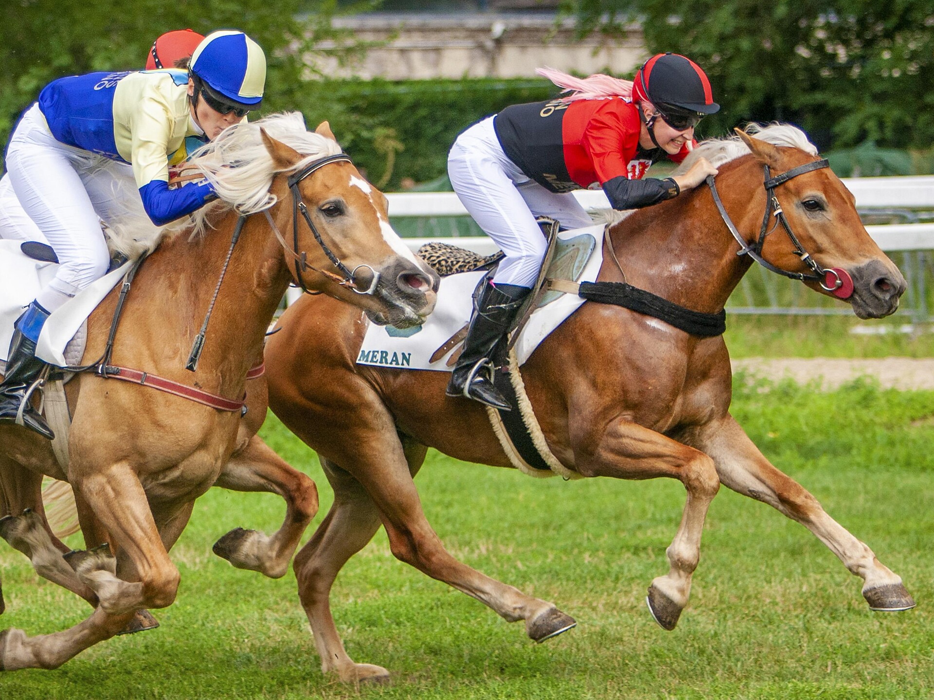 Racing of the Haflinger horses Maia Oktoberfest Meran/Merano 2 suedtirol.info
