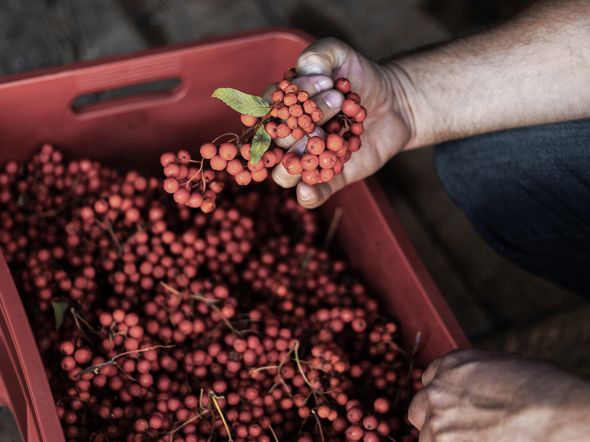 Farms up close: Exciting tours - Meran/Merano and environs - #3 - suedtirol.info
