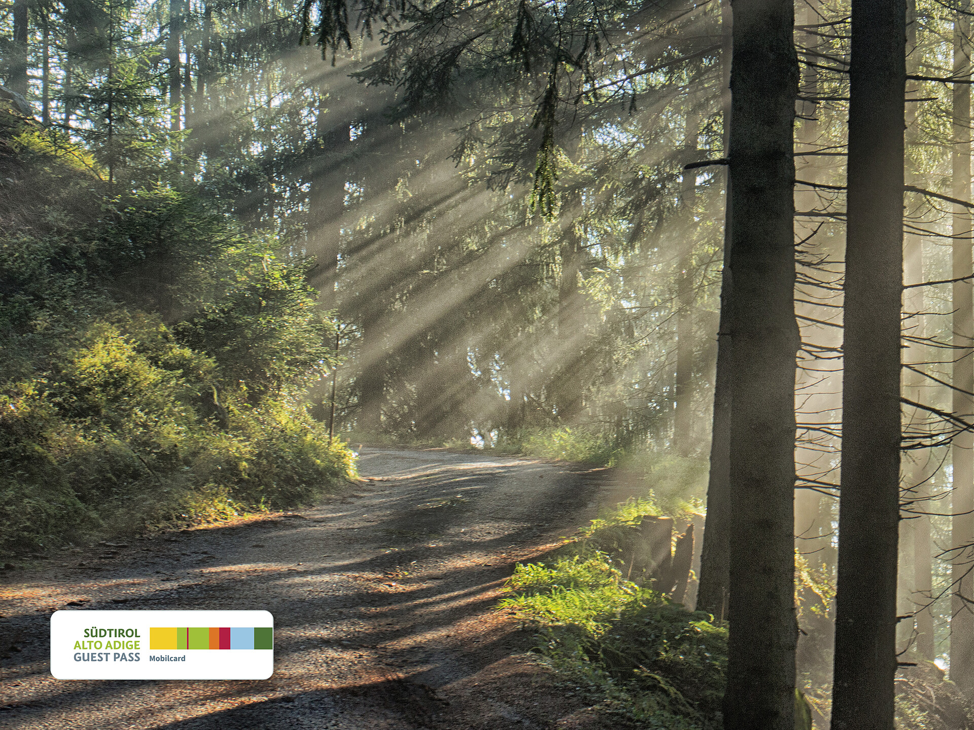 GUEST PASS HIGHLIGHT | Biotop, Klimaretter, Hoffnungsträger: der Wald. - Ahrntal - #1 - suedtirol.info