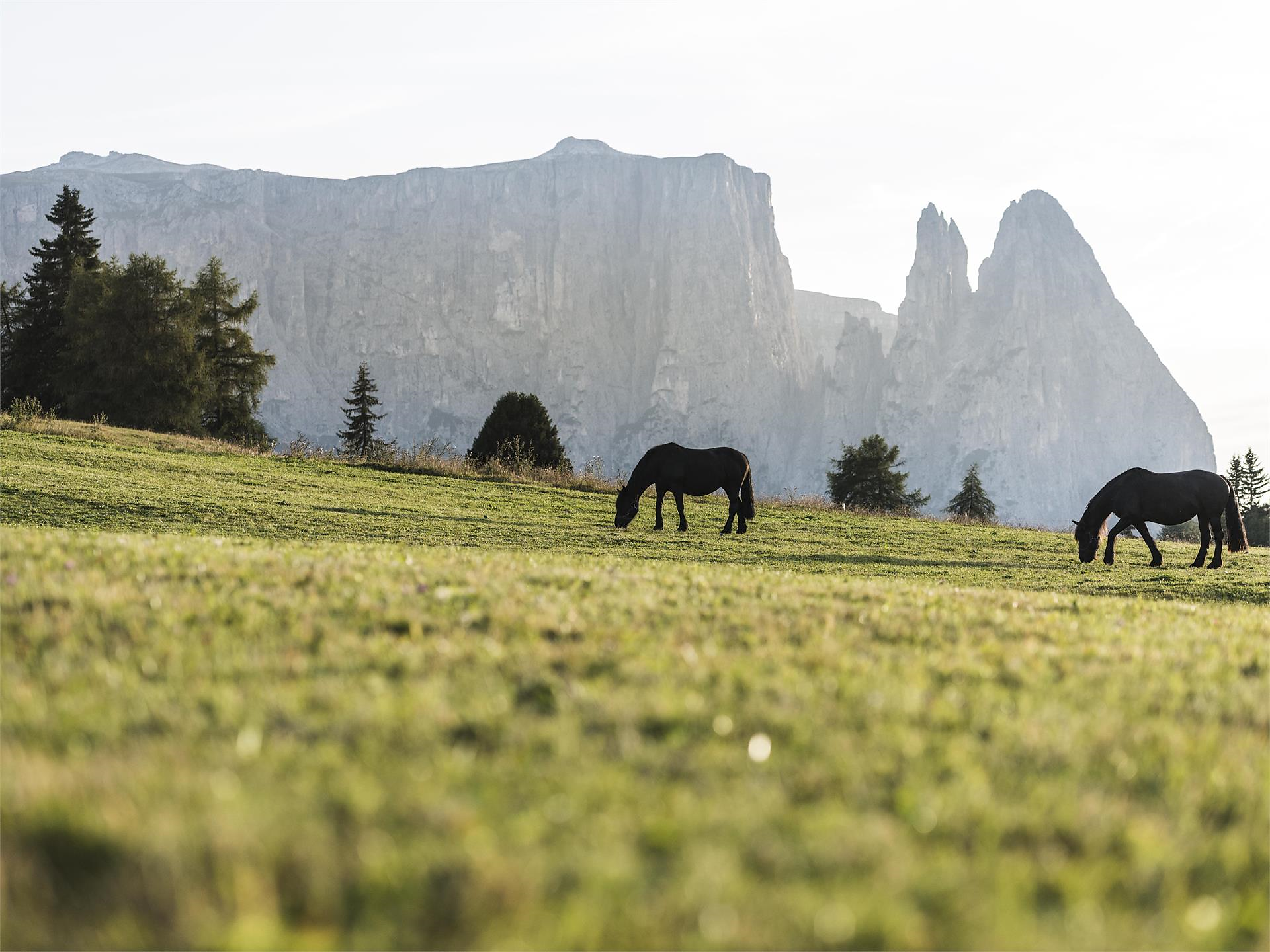 Hiking tour at the foot of the Schlern Schenna/Scena 1 suedtirol.info
