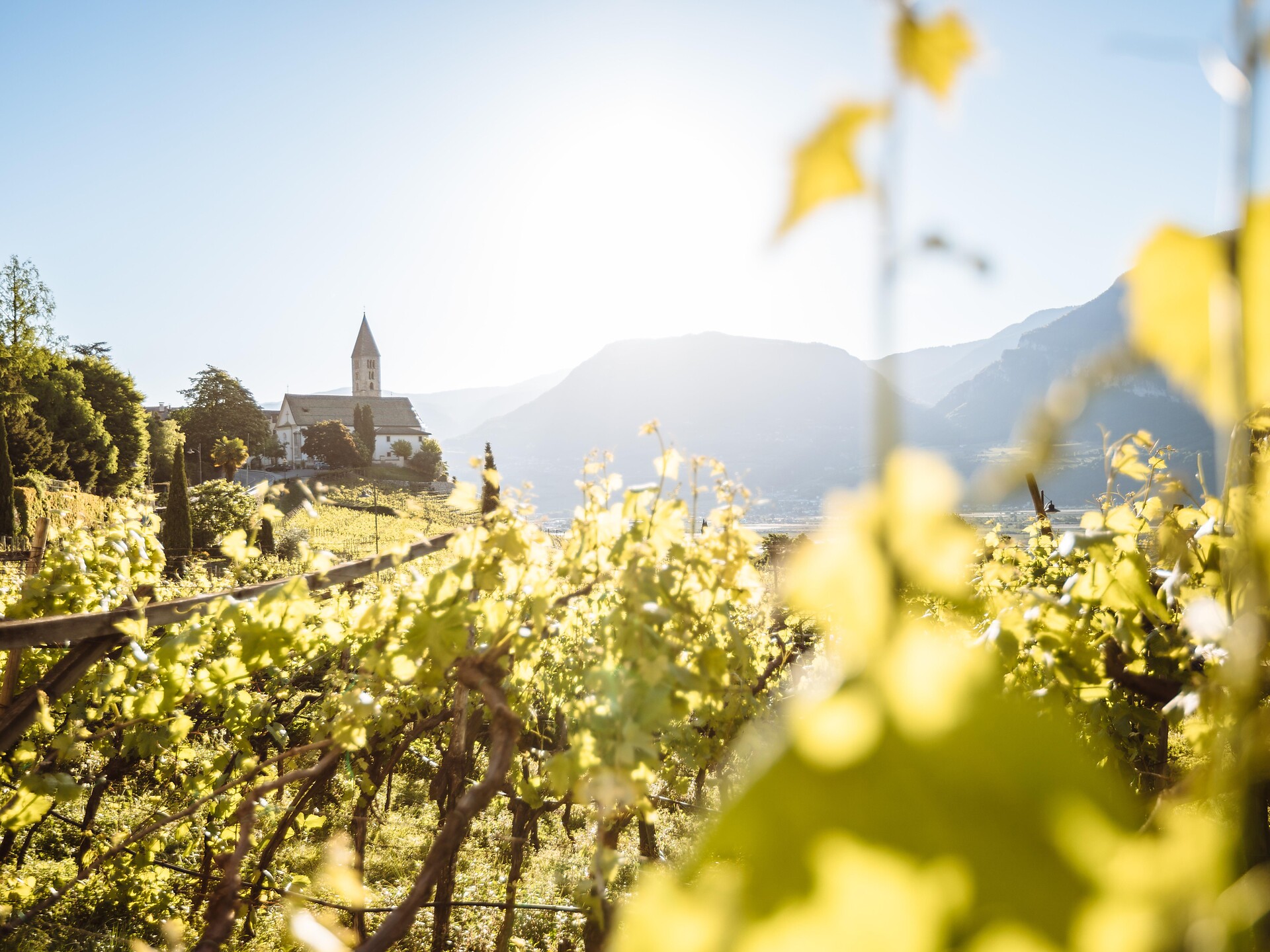 Herbstwanderung von Tramin nach Margreid Schenna 2 suedtirol.info