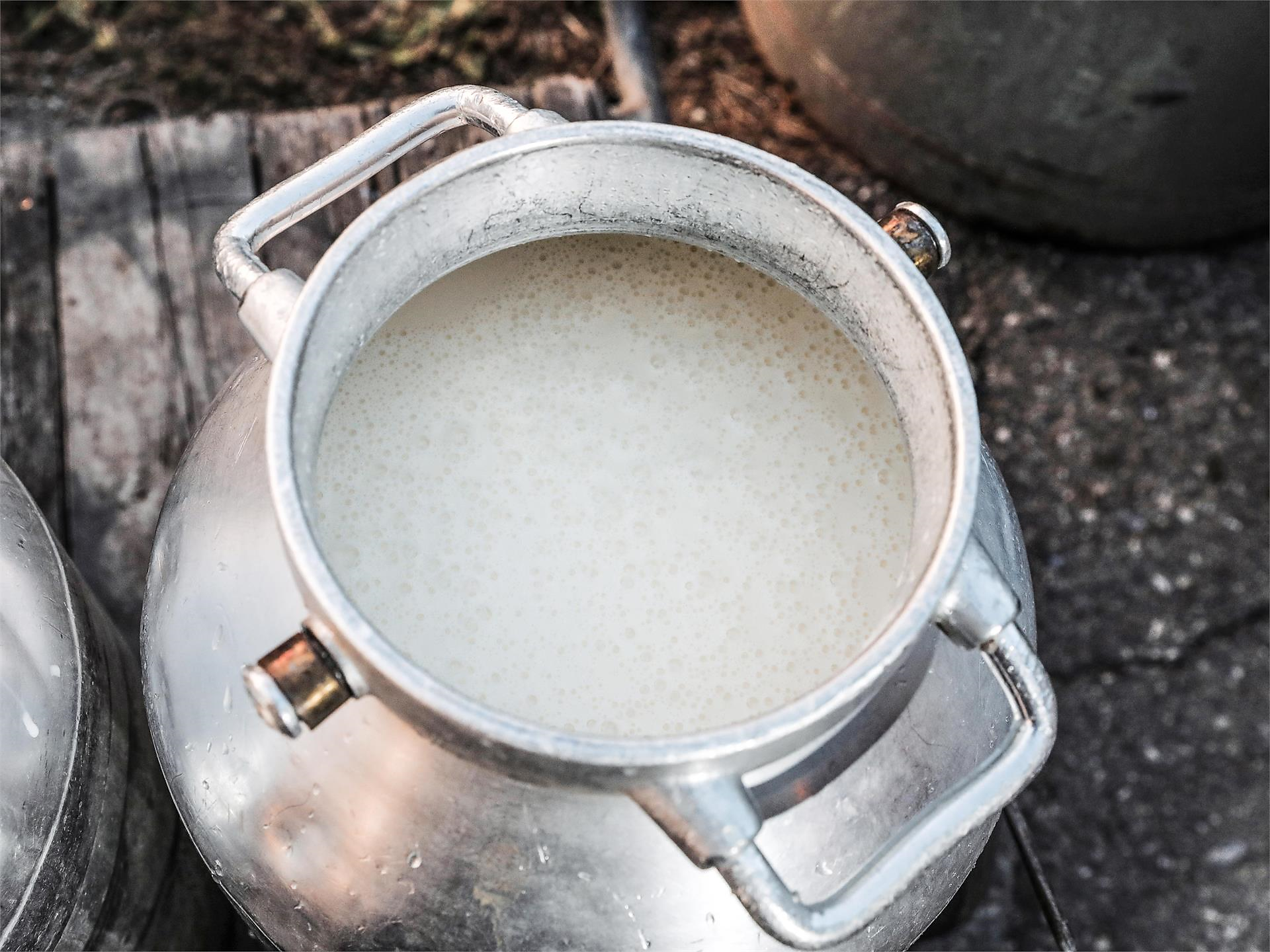 Farms up close: From Milk to Ricotta (Psairer Langis) St.Martin in Passeier/San Martino in Passiria 2 suedtirol.info