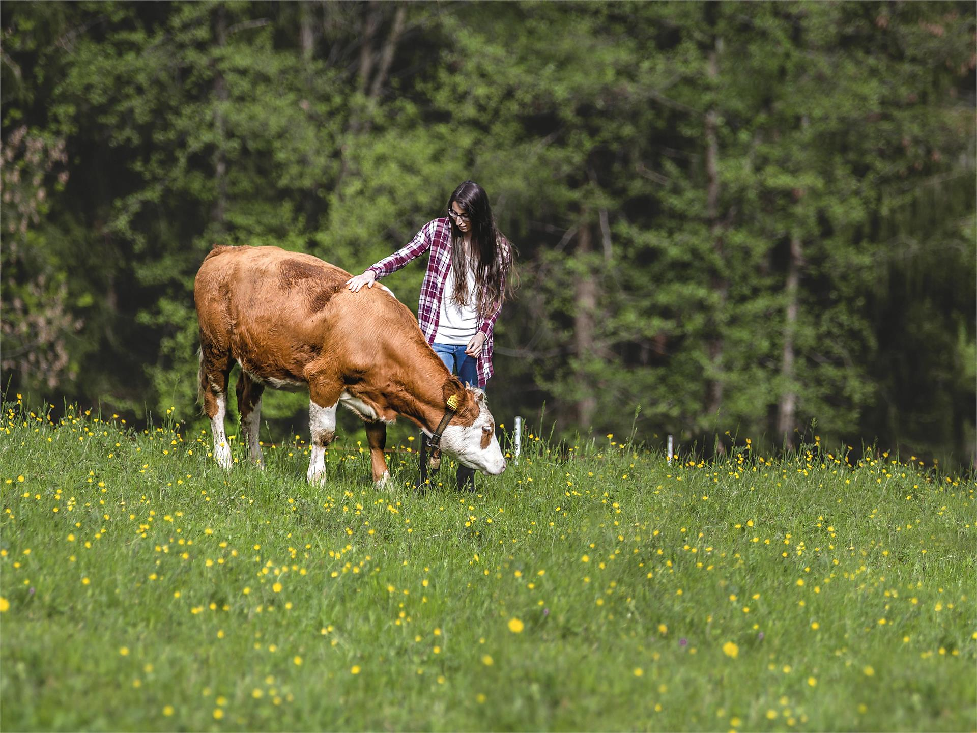 Farms up close: From Milk to Ricotta (Psairer Langis) St.Martin in Passeier/San Martino in Passiria 1 suedtirol.info