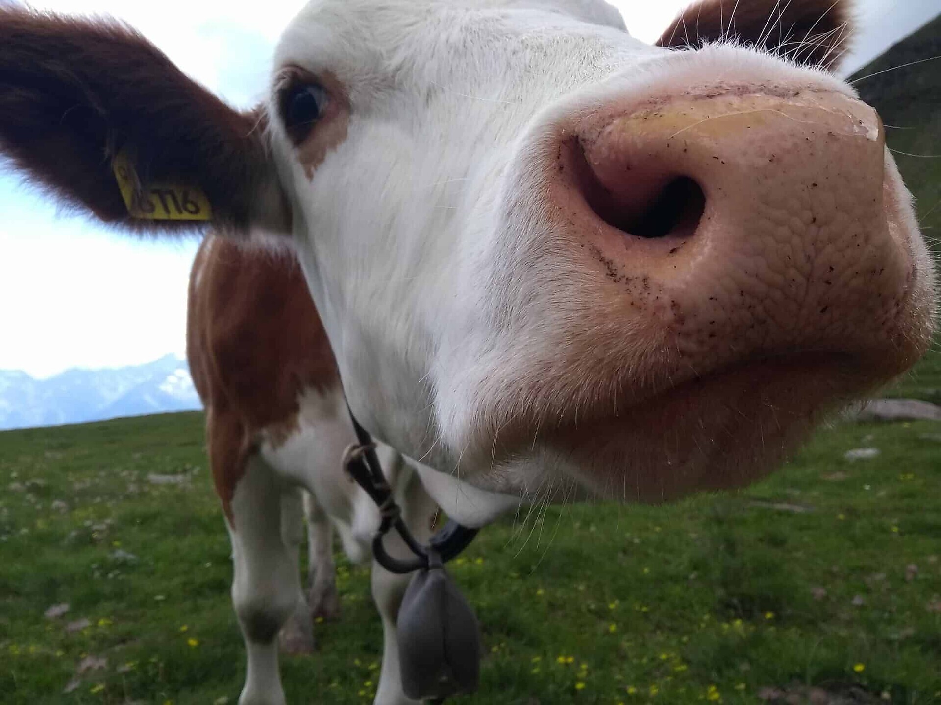Autunno³Montagna: Ritorno del bestiame dall'alpeggio della Valle S. Silvestro Dobbiaco 2 suedtirol.info