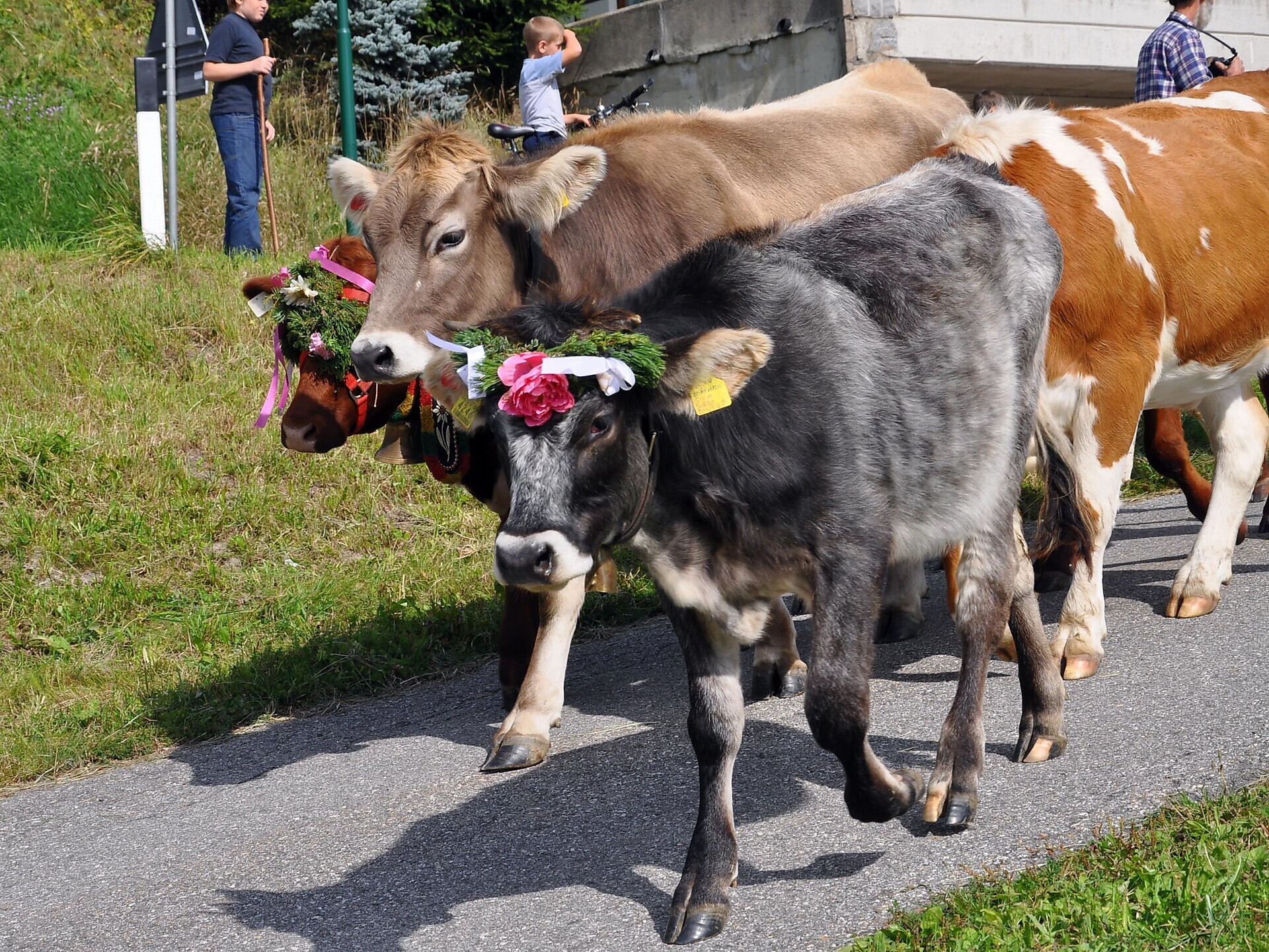 Autunno³Montagna: Ritorno del bestiame dall'alpeggio della Valle S. Silvestro Dobbiaco 1 suedtirol.info