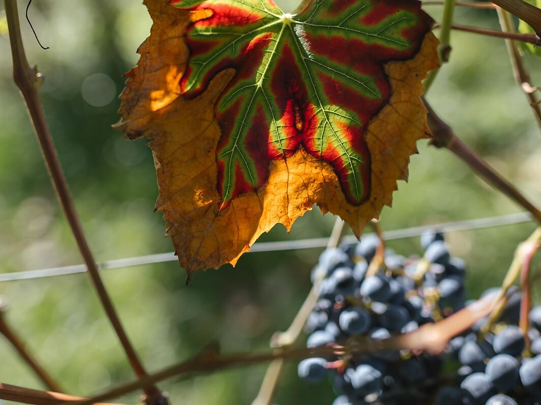 Festa autunnale presso la vecchia vigna a Magré - Strada del Vino - #1 - suedtirol.info