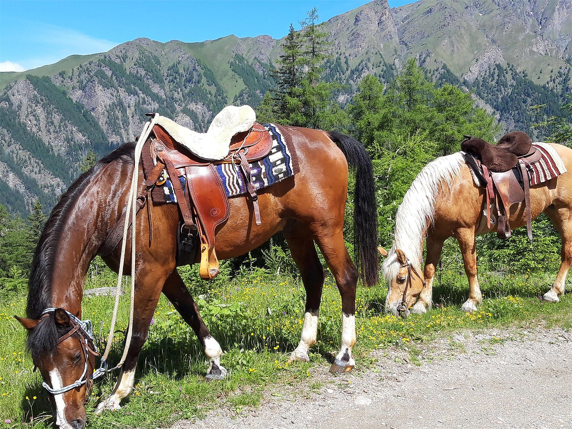 Uscite a Cavallo al Bacherhof in Val di Vizze - Vipiteno e dintorni - #1 - suedtirol.info