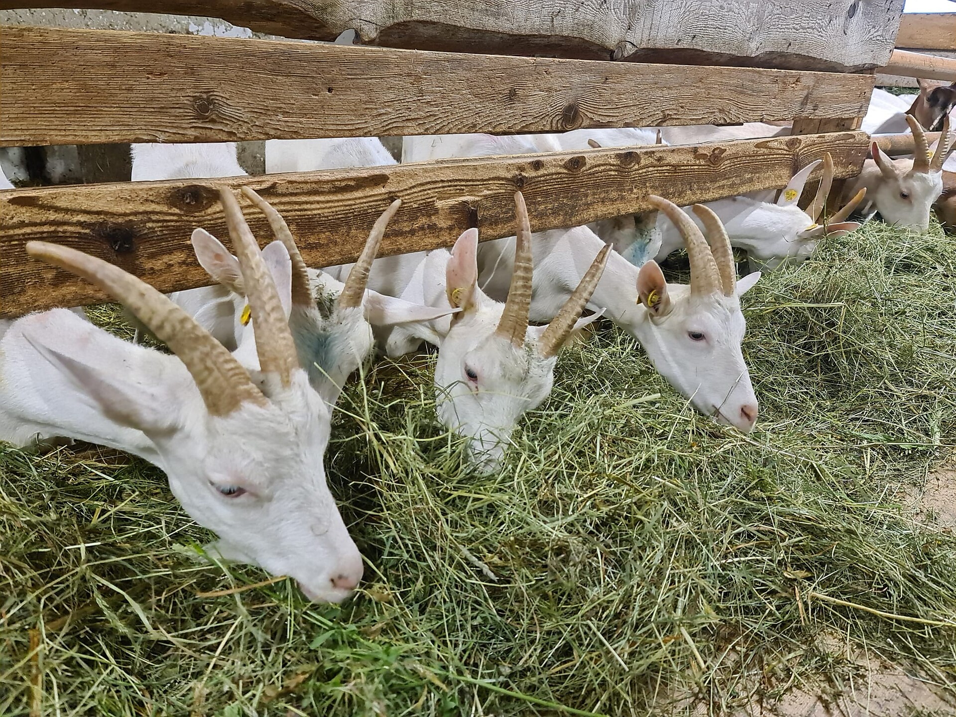 Escursione autunnale con degustazione di formaggio di capra al Sennerhof Racines 2 suedtirol.info