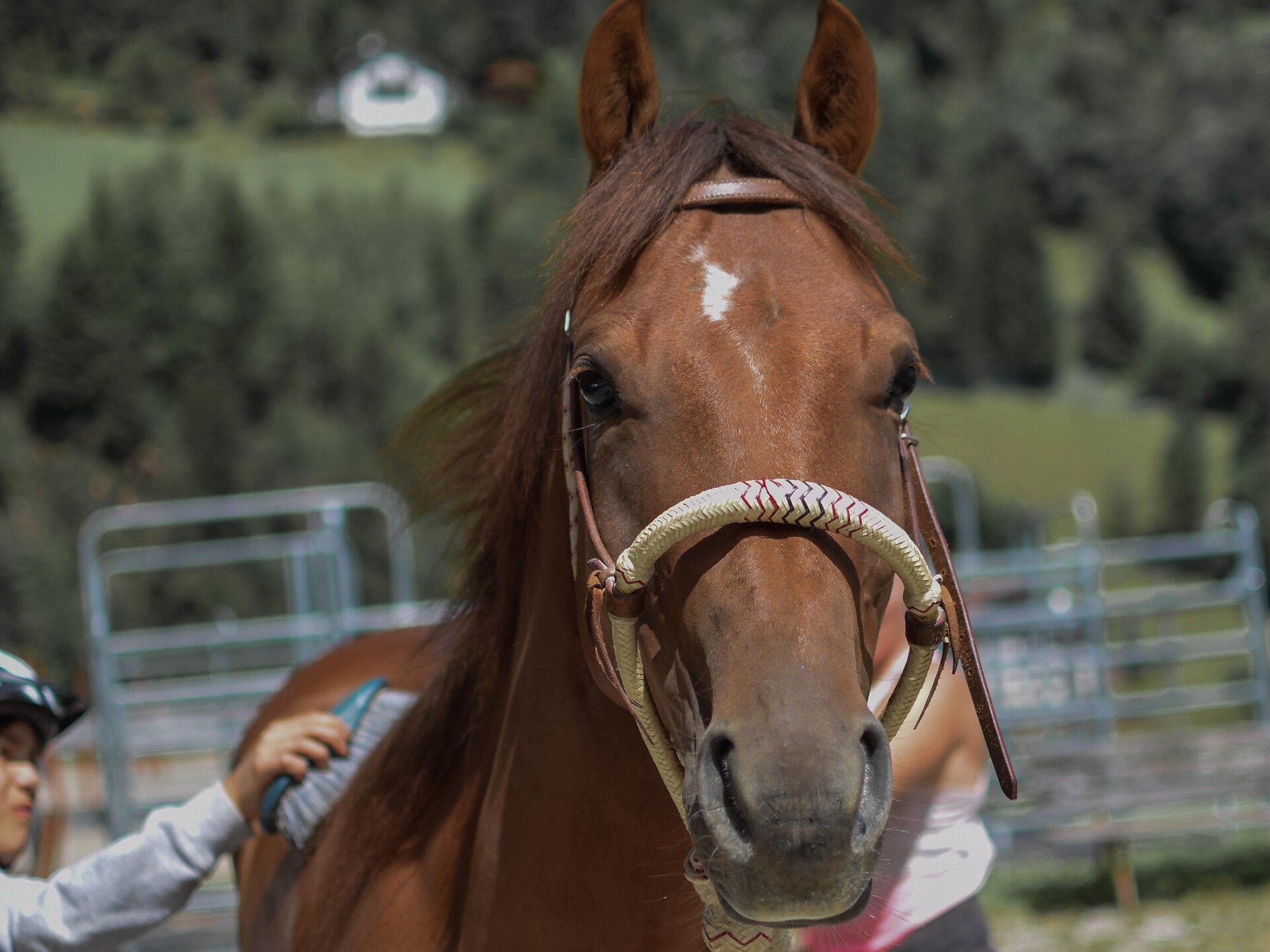On the saddle of a horse: adventure at the riding stable - Dolomites Region Val Gardena - #3 - suedtirol.info