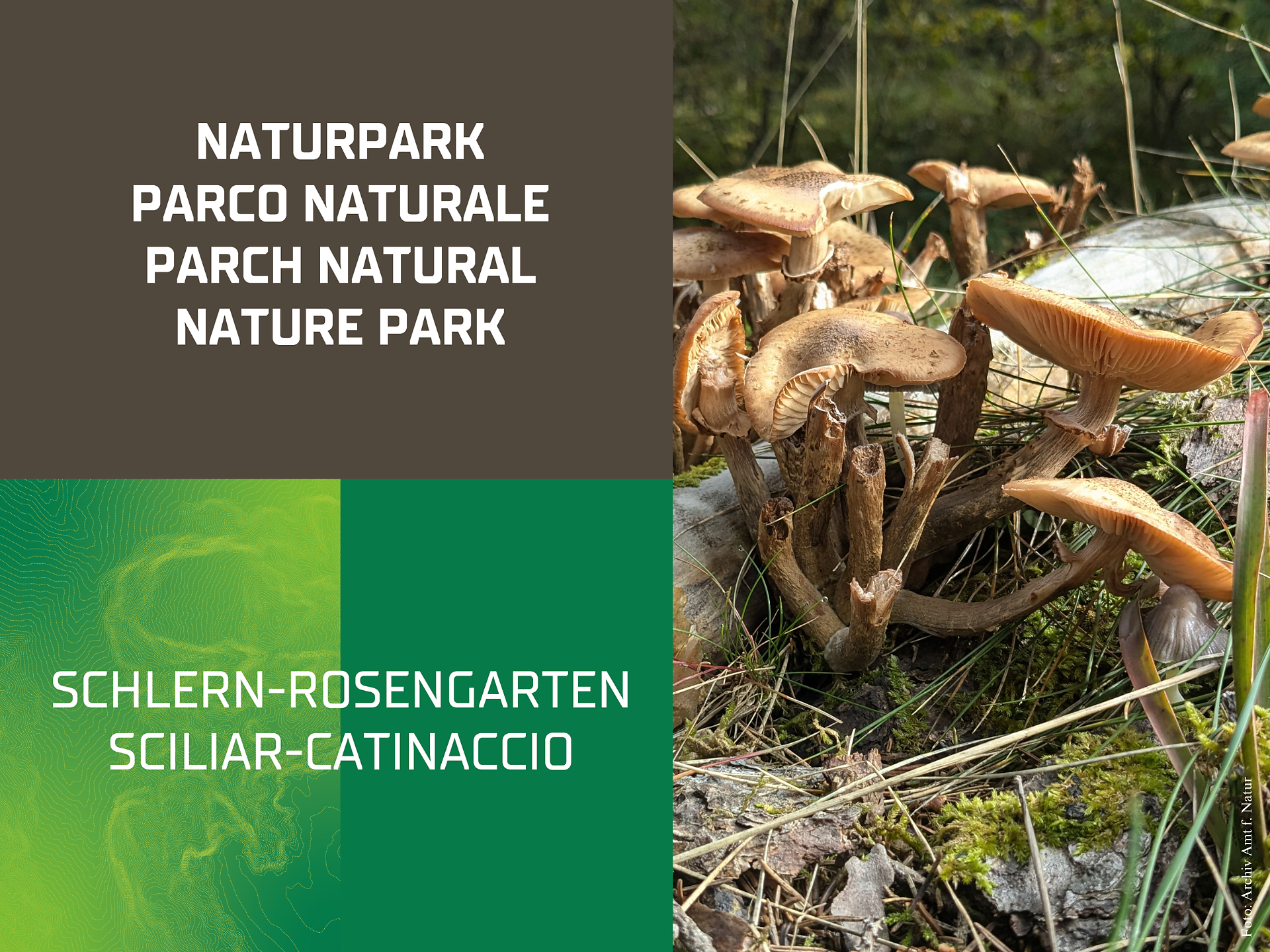 Incontro informativo: Funghi buoni, funghi cattivi - Regione dolomitica Alpe di Siusi - #1 - suedtirol.info